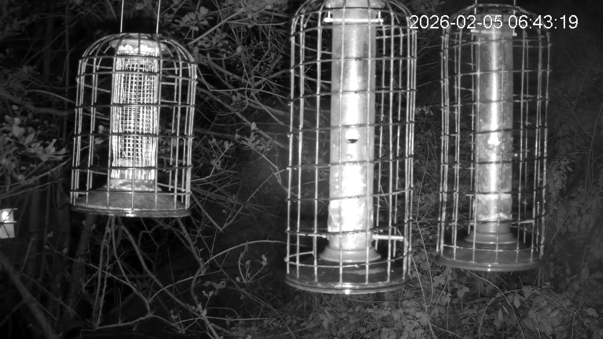 Cornwall, Bird Watching Bird Feeder Live Cam -  Helston, Cornwall, South West, England, United Kingdom