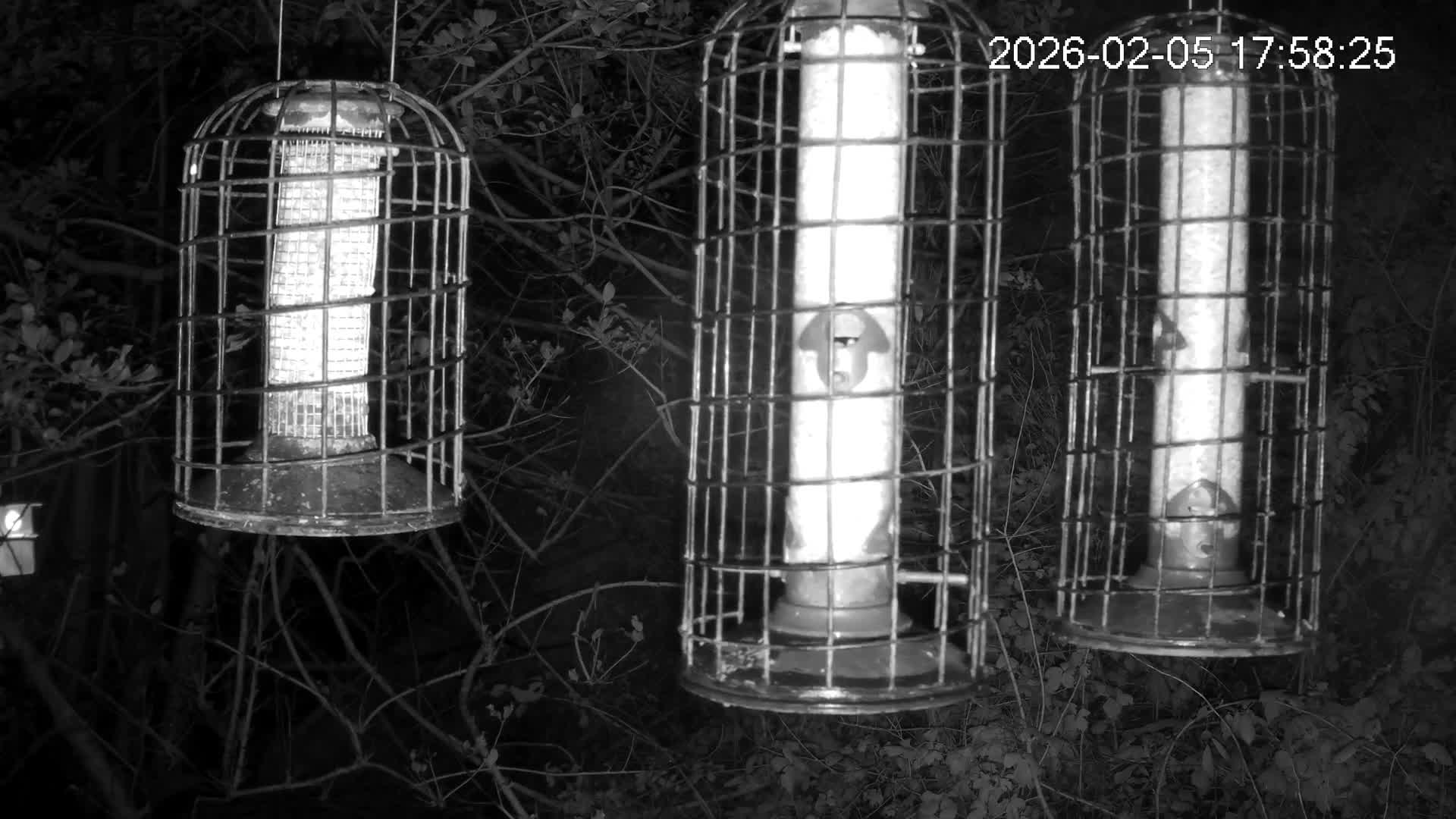 Cornwall, Bird Watching Bird Feeder Live Cam -  Helston, Cornwall, South West, England, United Kingdom