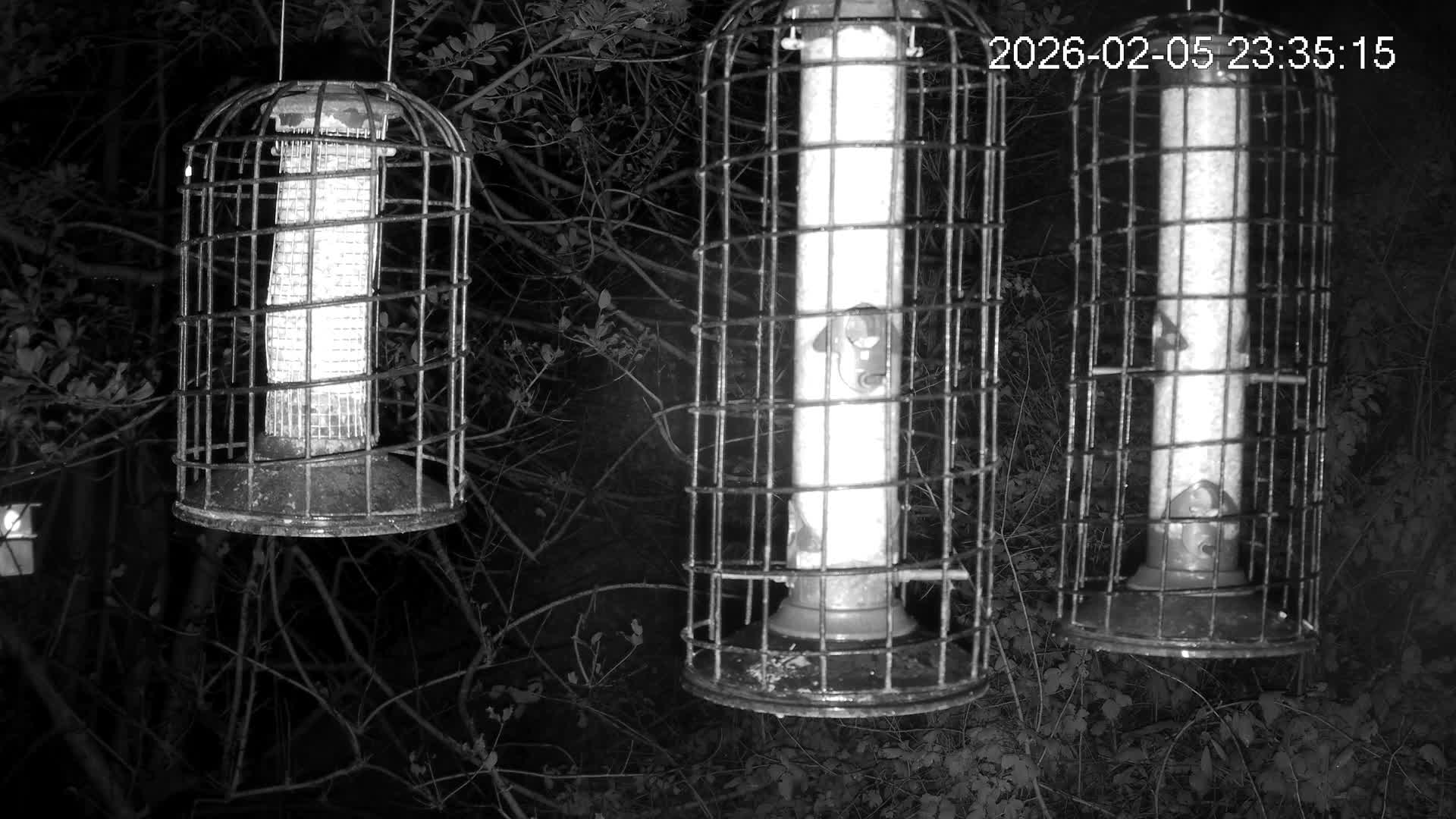 Cornwall, Bird Watching Bird Feeder Live Cam -  Helston, Cornwall, South West, England, United Kingdom