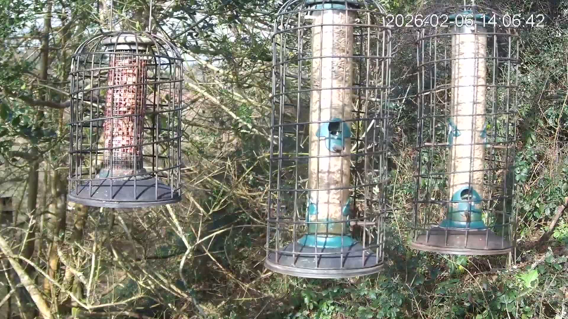 Cornwall, Bird Watching Bird Feeder Live Cam -  Helston, Cornwall, South West, England, United Kingdom