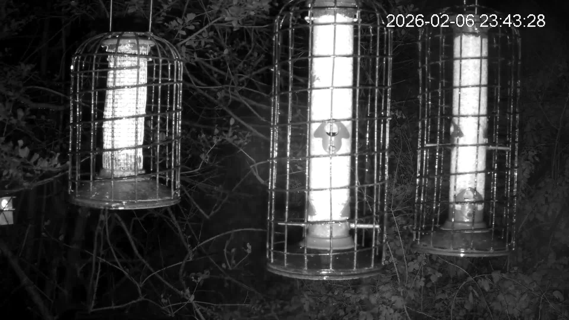 Cornwall, Bird Watching Bird Feeder Live Cam -  Helston, Cornwall, South West, England, United Kingdom
