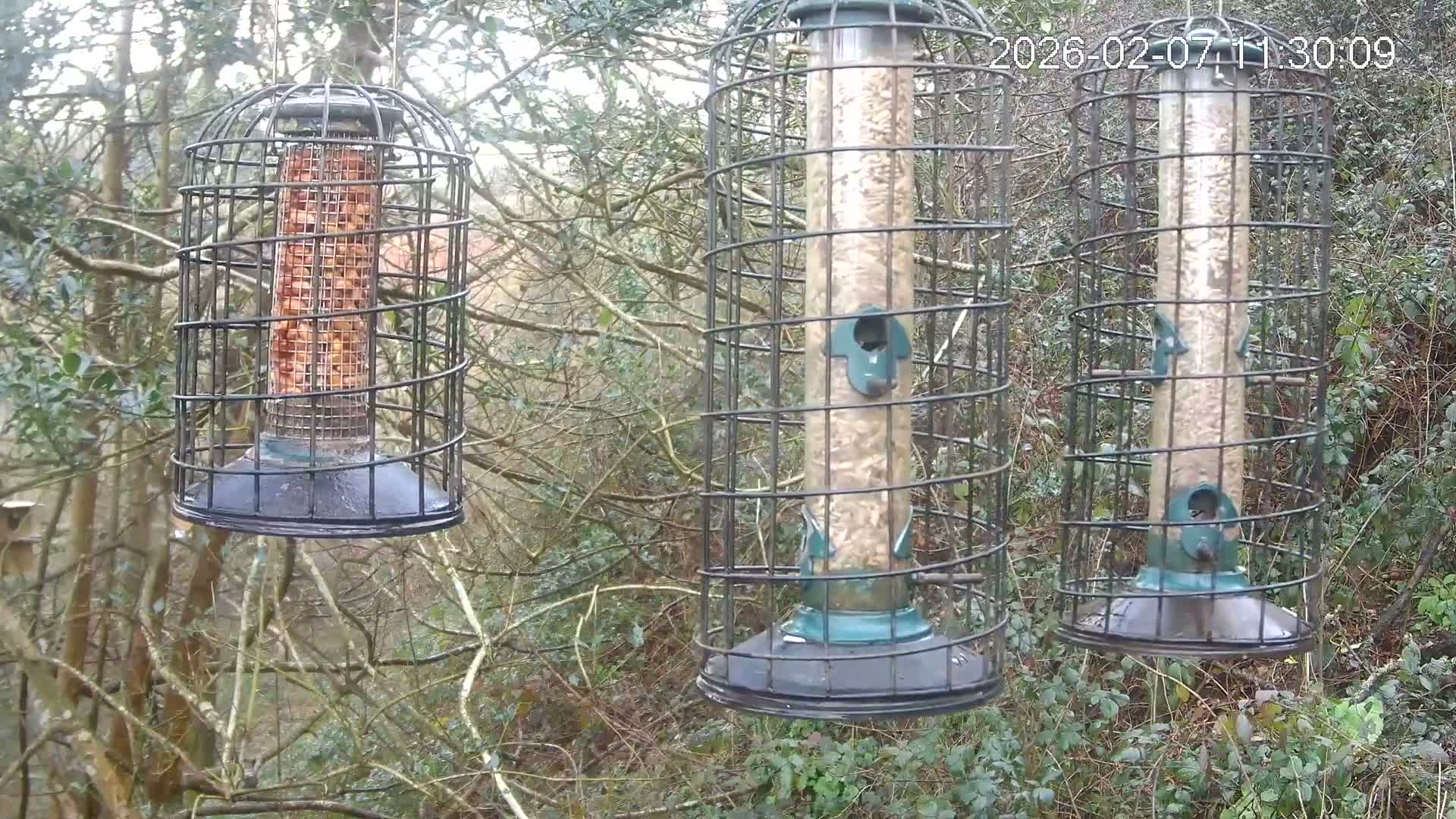 Cornwall, Bird Watching Bird Feeder Live Cam -  Helston, Cornwall, South West, England, United Kingdom