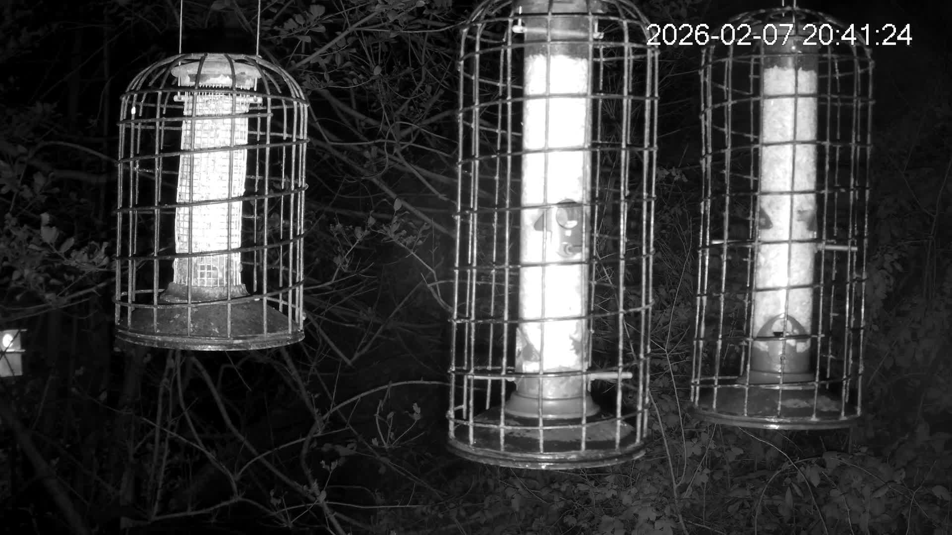 Cornwall, Bird Watching Bird Feeder Live Cam -  Helston, Cornwall, South West, England, United Kingdom