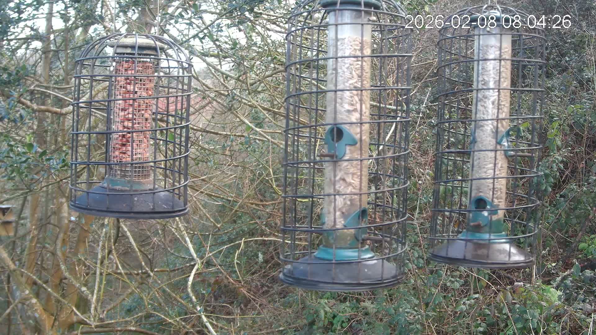 Cornwall, Bird Watching Bird Feeder Live Cam -  Helston, Cornwall, South West, England, United Kingdom