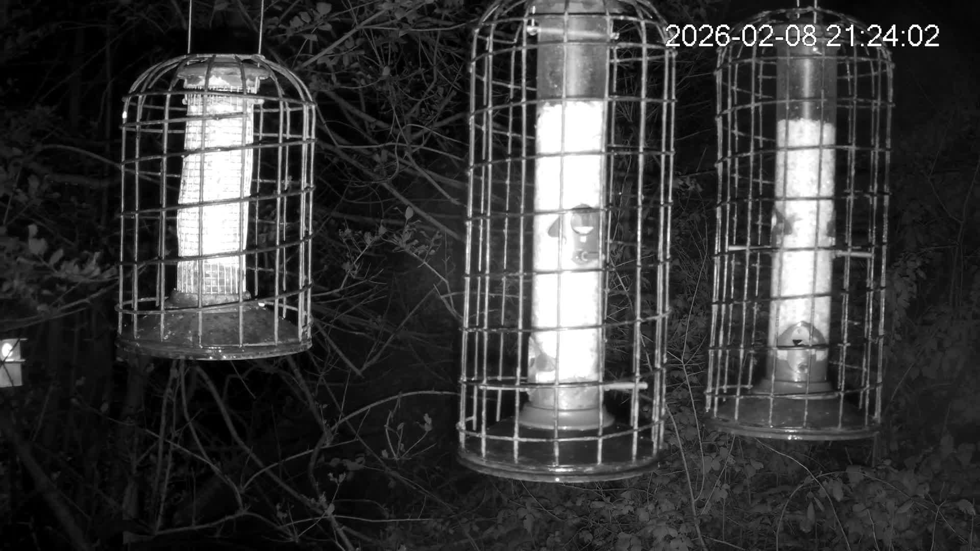 Cornwall, Bird Watching Bird Feeder Live Cam -  Helston, Cornwall, South West, England, United Kingdom