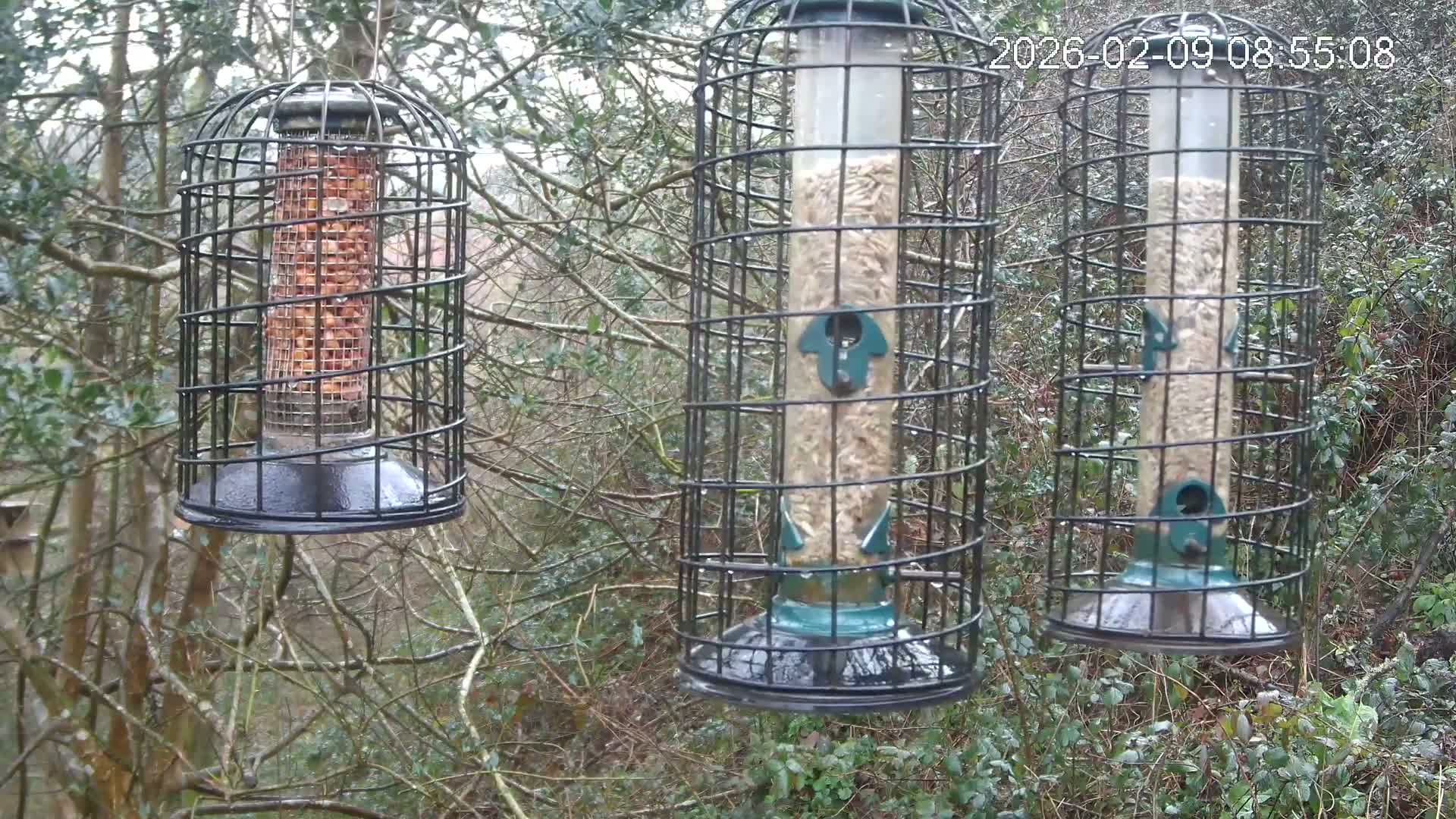 Cornwall, Bird Watching Bird Feeder Live Cam -  Helston, Cornwall, South West, England, United Kingdom