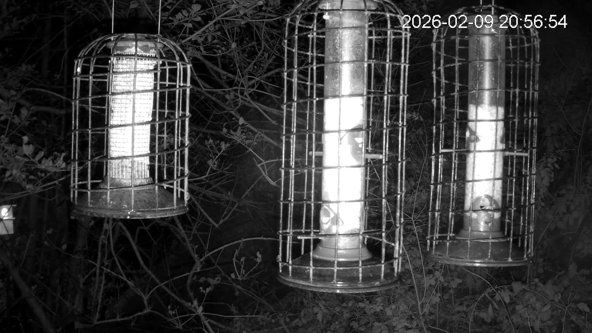 Cornwall, Bird Watching Bird Feeder Live Cam -  Helston, Cornwall, South West, England, United Kingdom