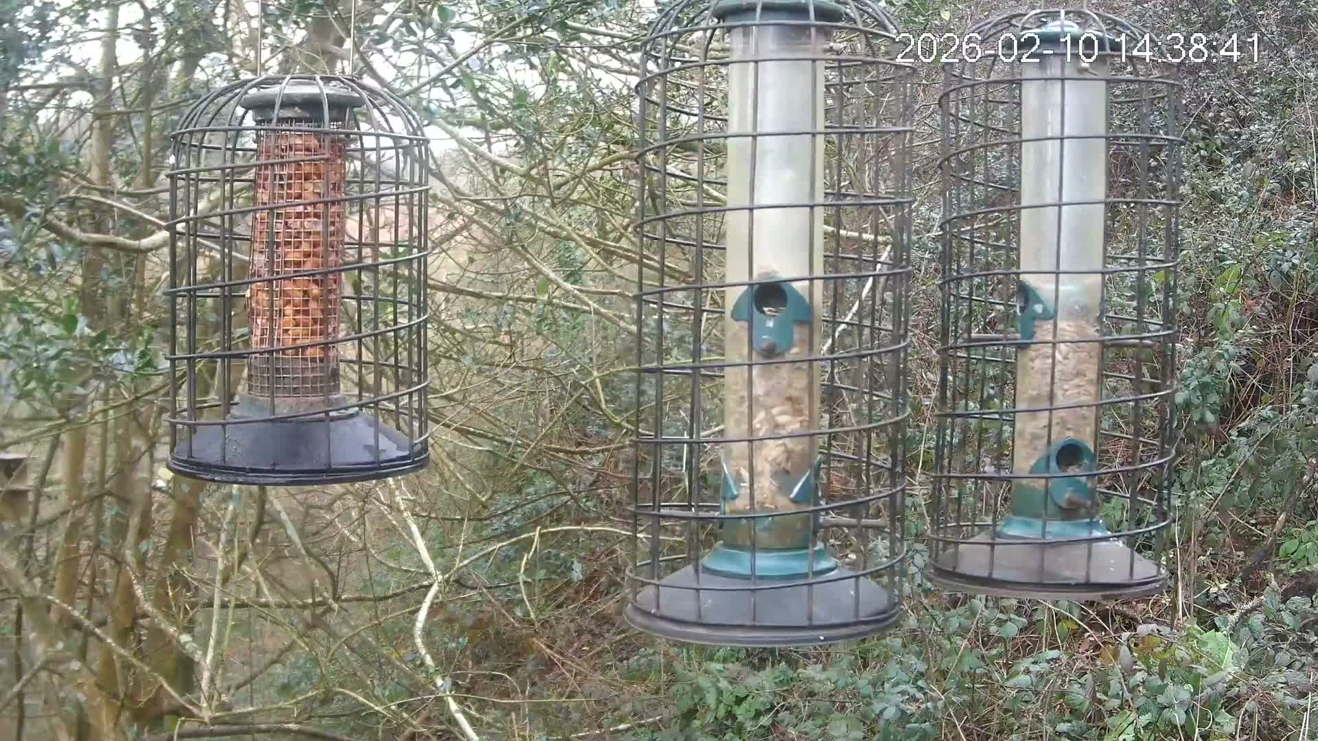 Cornwall, Bird Watching Bird Feeder Live Cam -  Helston, Cornwall, South West, England, United Kingdom