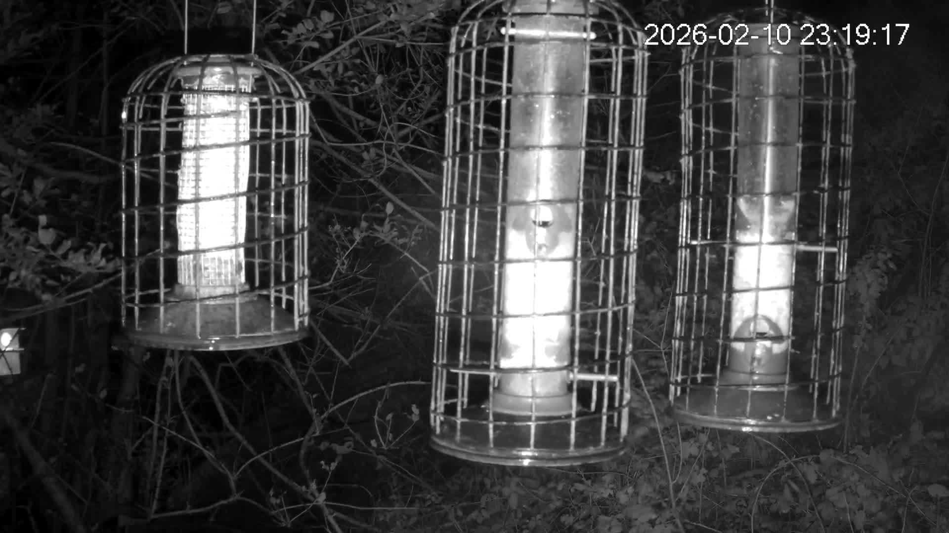 Cornwall, Bird Watching Bird Feeder Live Cam -  Helston, Cornwall, South West, England, United Kingdom