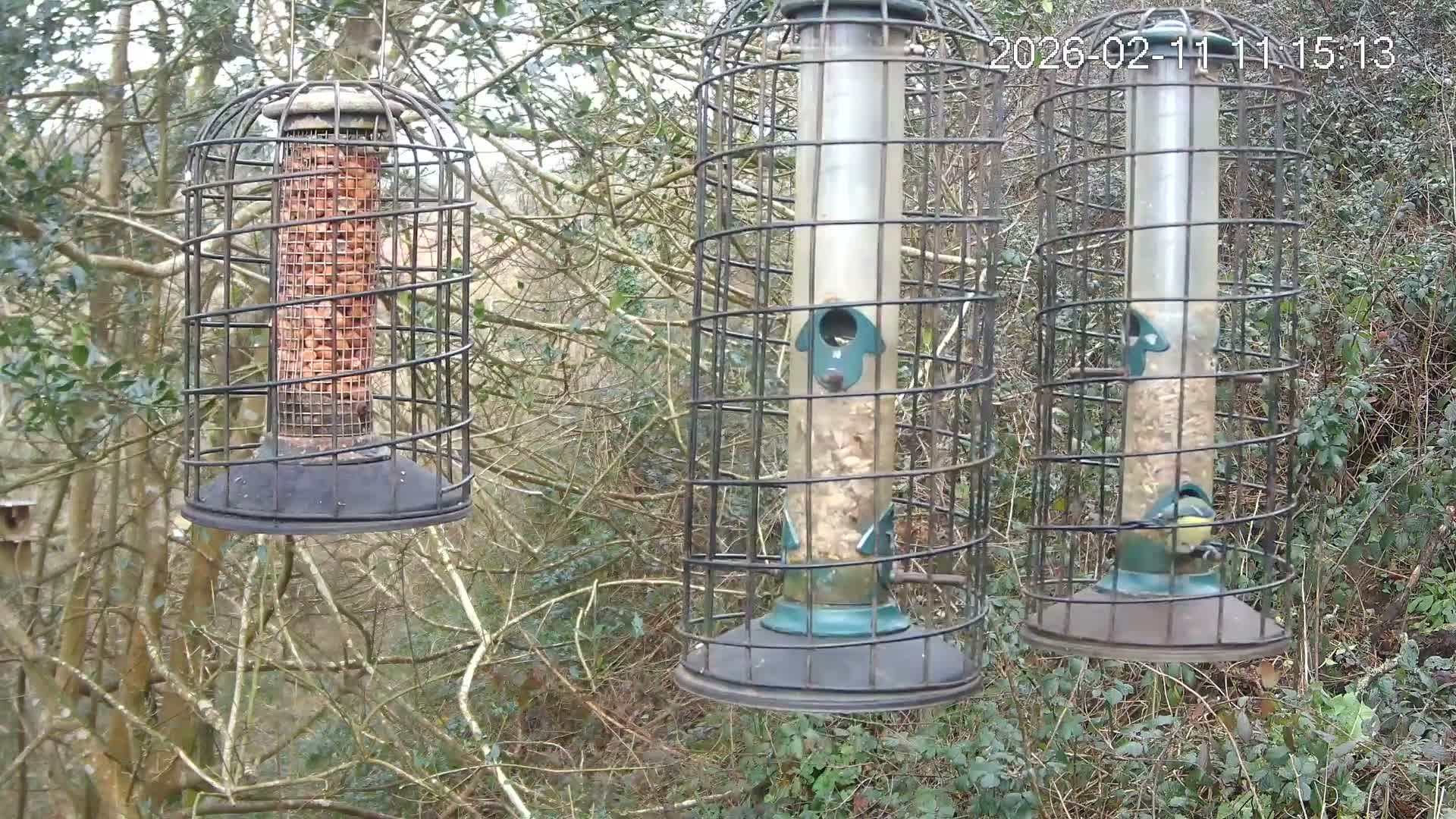 Cornwall, Bird Watching Bird Feeder Live Cam -  Helston, Cornwall, South West, England, United Kingdom