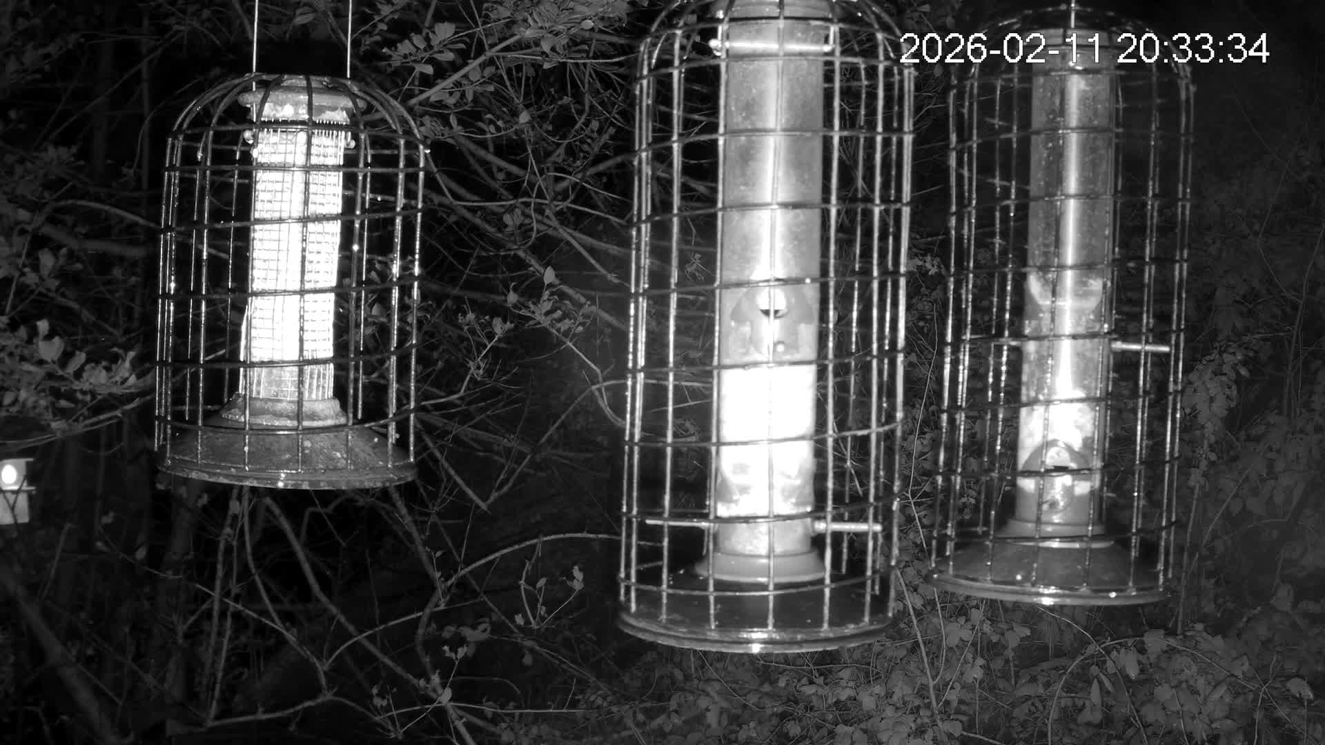Cornwall, Bird Watching Bird Feeder Live Cam -  Helston, Cornwall, South West, England, United Kingdom
