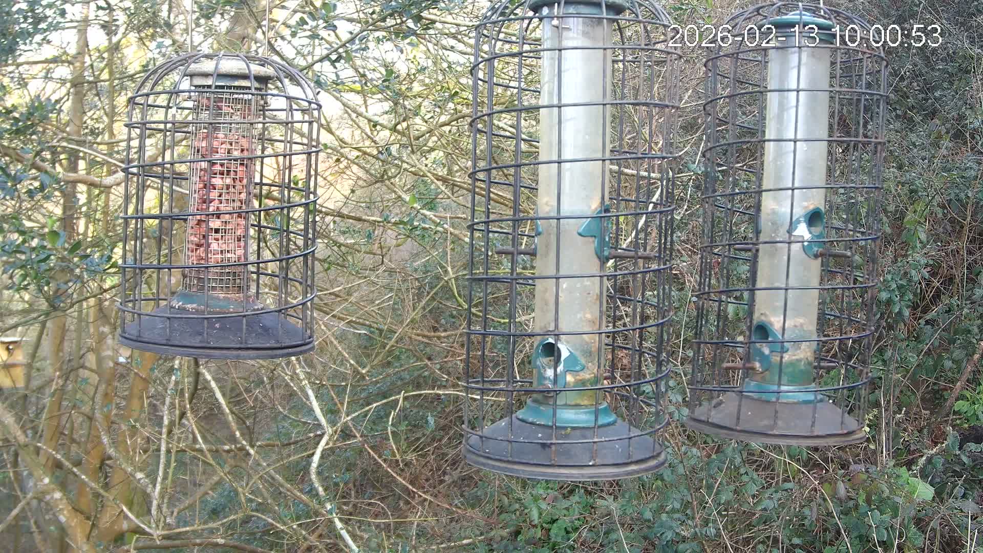 Cornwall, Bird Watching Bird Feeder Live Cam -  Helston, Cornwall, South West, England, United Kingdom