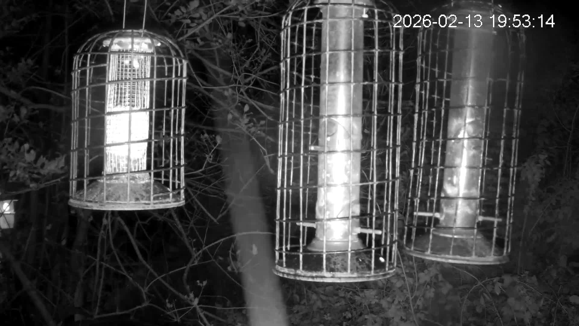 Cornwall, Bird Watching Bird Feeder Live Cam -  Helston, Cornwall, South West, England, United Kingdom