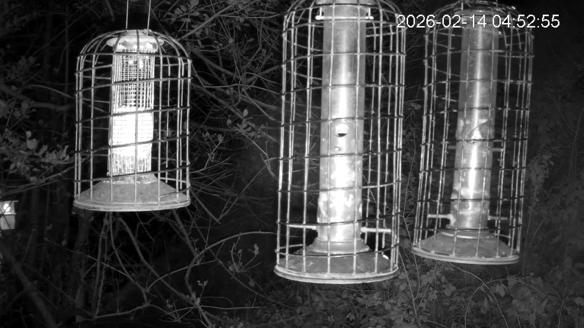 Cornwall, Bird Watching Bird Feeder Live Cam -  Helston, Cornwall, South West, England, United Kingdom