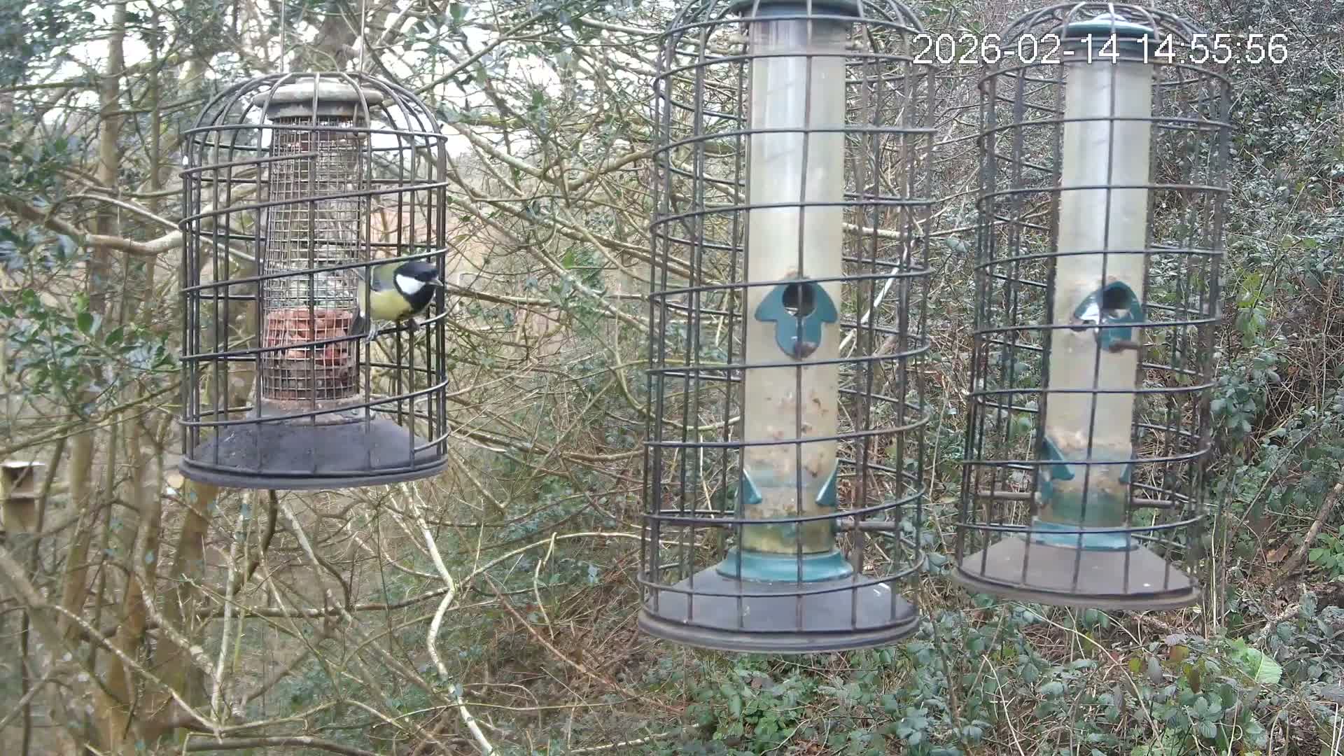 Cornwall, Bird Watching Bird Feeder Live Cam -  Helston, Cornwall, South West, England, United Kingdom