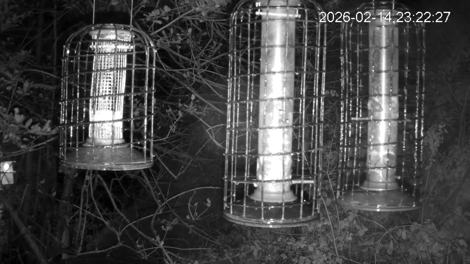 Cornwall, Bird Watching Bird Feeder Live Cam -  Helston, Cornwall, South West, England, United Kingdom
