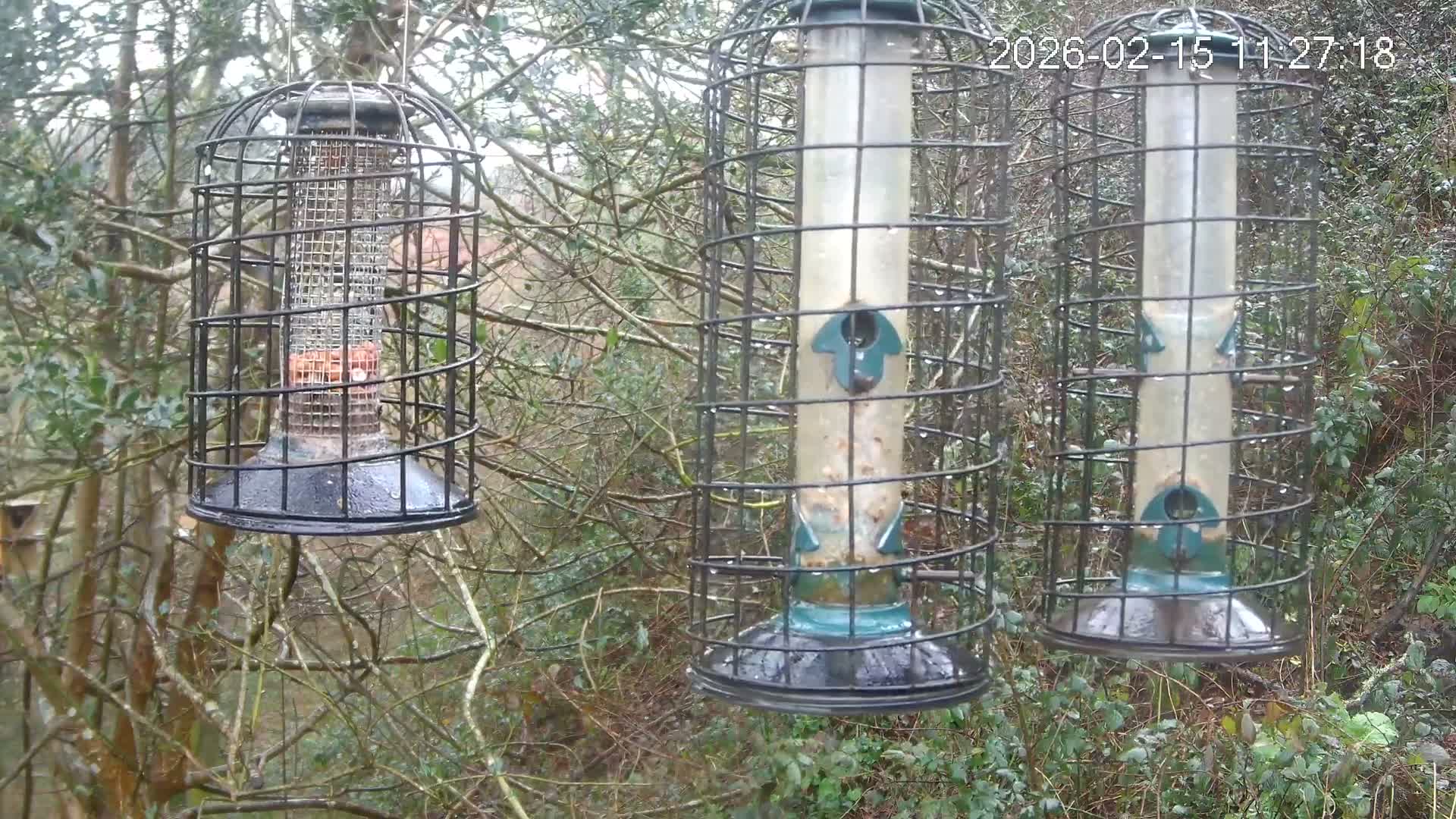 Cornwall, Bird Watching Bird Feeder Live Cam -  Helston, Cornwall, South West, England, United Kingdom