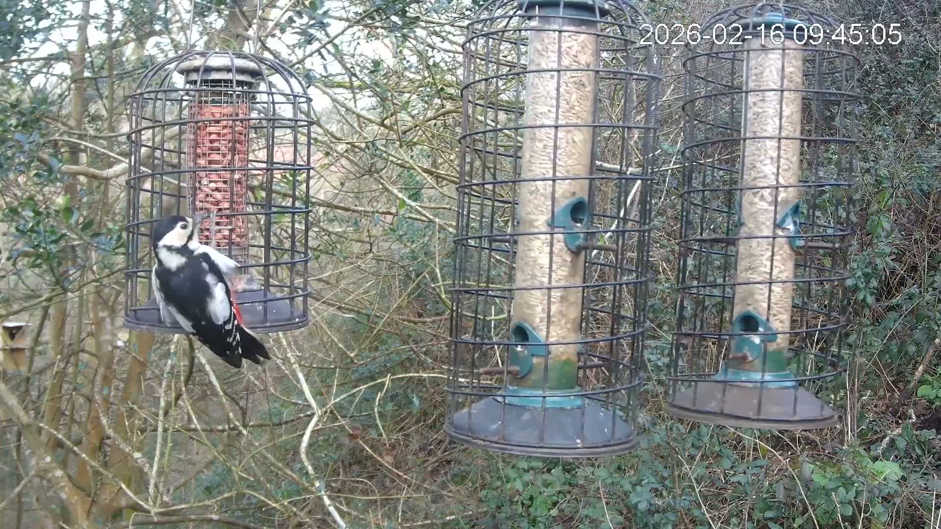 Cornwall, Bird Watching Bird Feeder Live Cam -  Helston, Cornwall, South West, England, United Kingdom