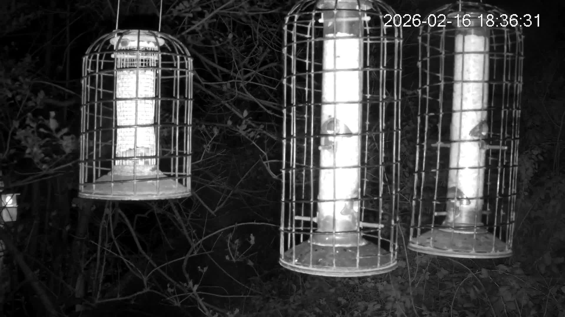 Cornwall, Bird Watching Bird Feeder Live Cam -  Helston, Cornwall, South West, England, United Kingdom