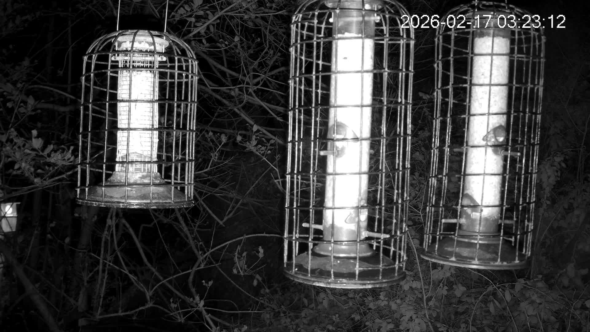 Cornwall, Bird Watching Bird Feeder Live Cam -  Helston, Cornwall, South West, England, United Kingdom