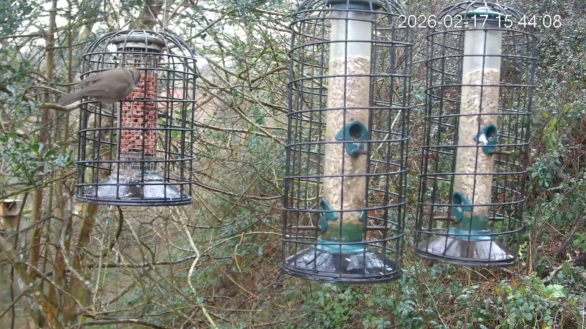 Cornwall, Bird Watching Bird Feeder Live Cam -  Helston, Cornwall, South West, England, United Kingdom