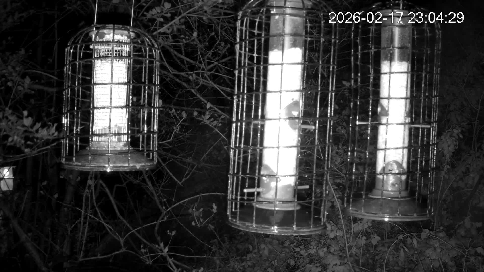 Cornwall, Bird Watching Bird Feeder Live Cam -  Helston, Cornwall, South West, England, United Kingdom