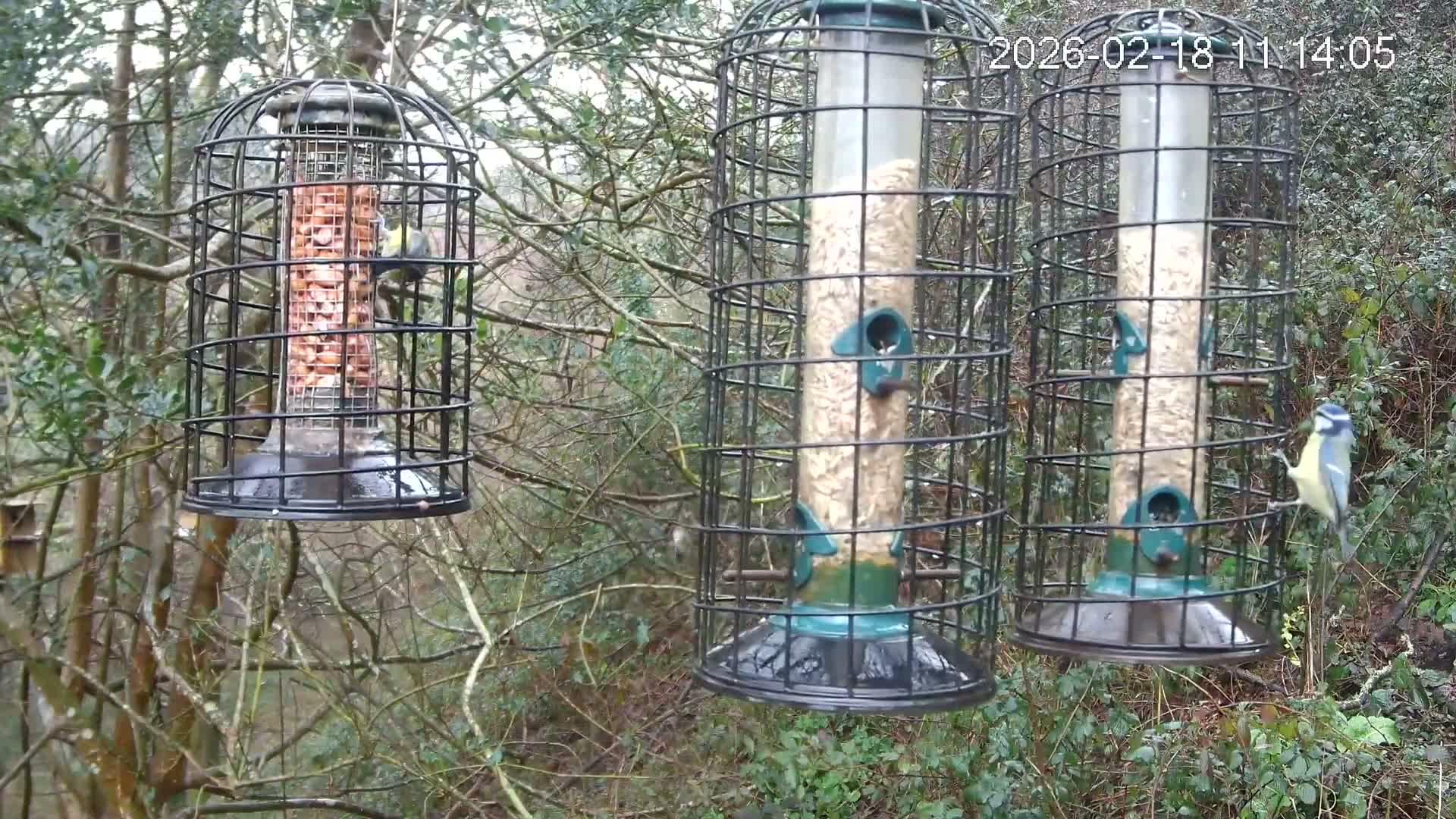 Cornwall, Bird Watching Bird Feeder Live Cam -  Helston, Cornwall, South West, England, United Kingdom
