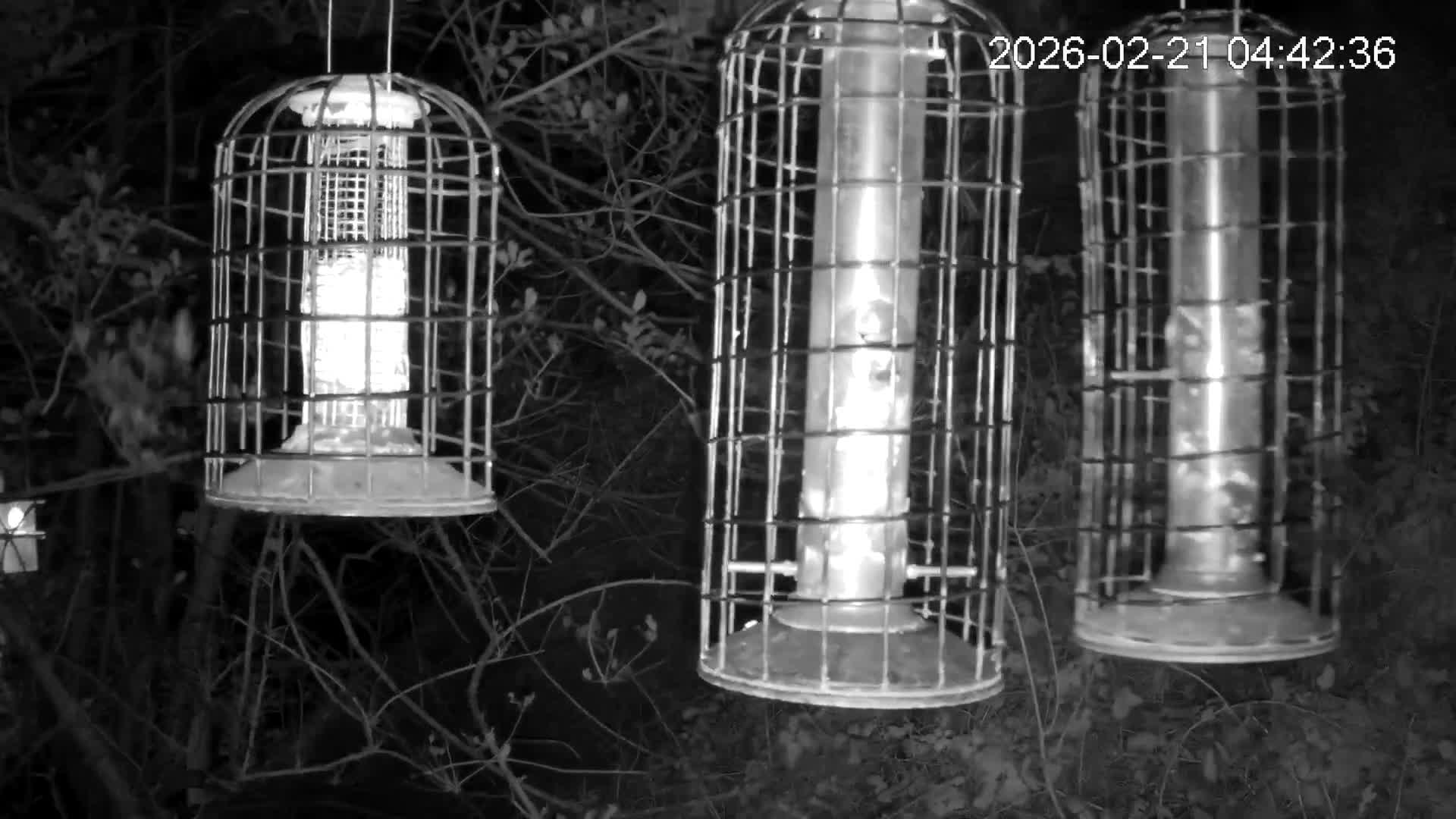 Cornwall, Bird Watching Bird Feeder Live Cam -  Helston, Cornwall, South West, England, United Kingdom