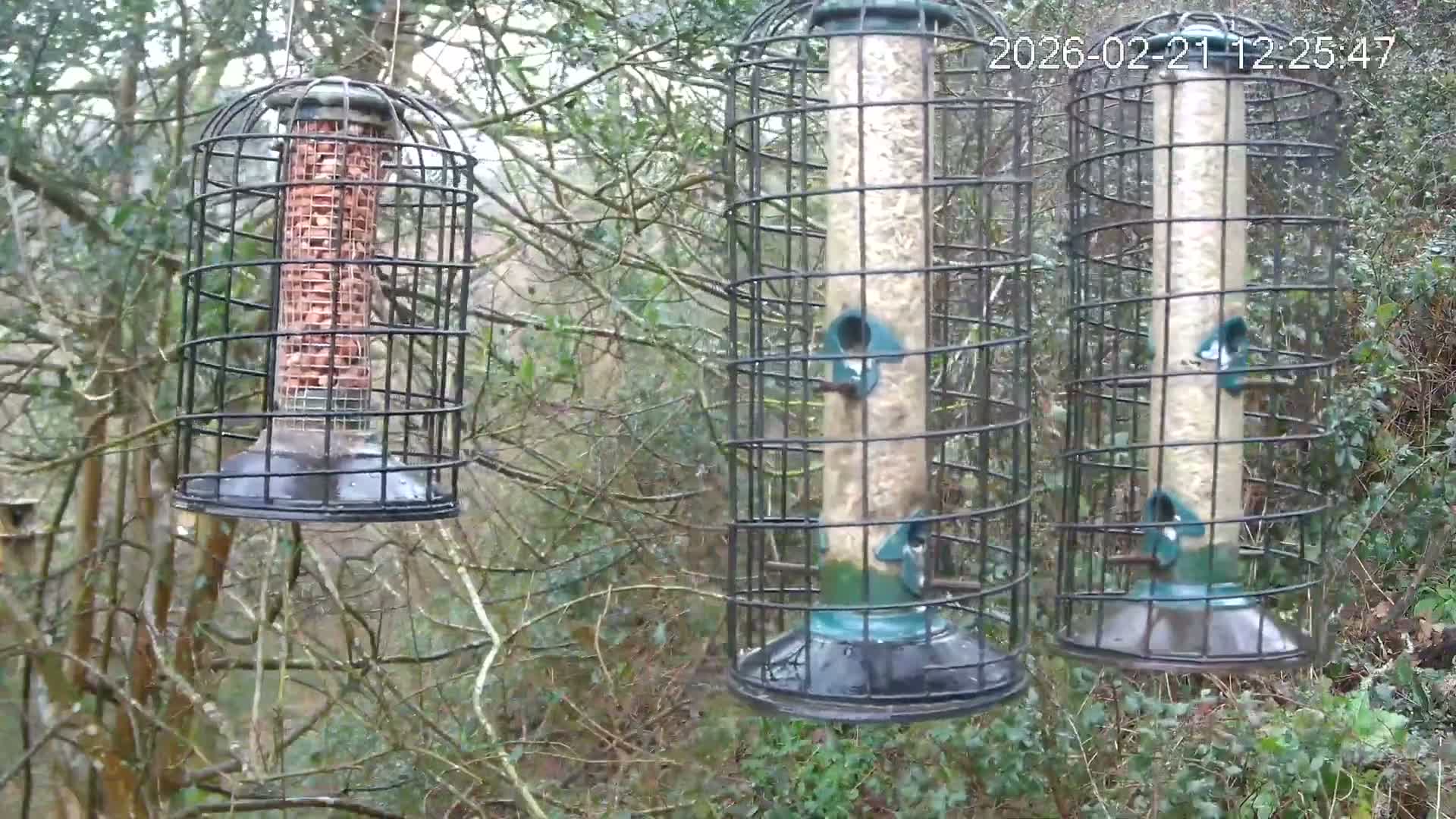 Cornwall, Bird Watching Bird Feeder Live Cam -  Helston, Cornwall, South West, England, United Kingdom