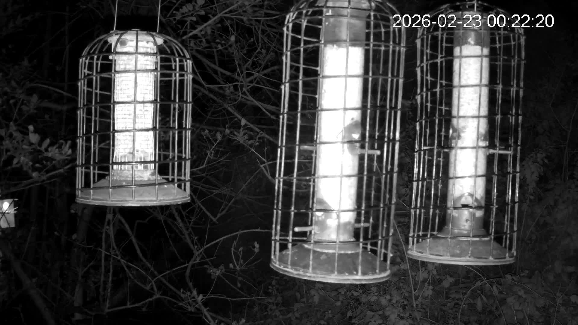 Cornwall, Bird Watching Bird Feeder Live Cam -  Helston, Cornwall, South West, England, United Kingdom