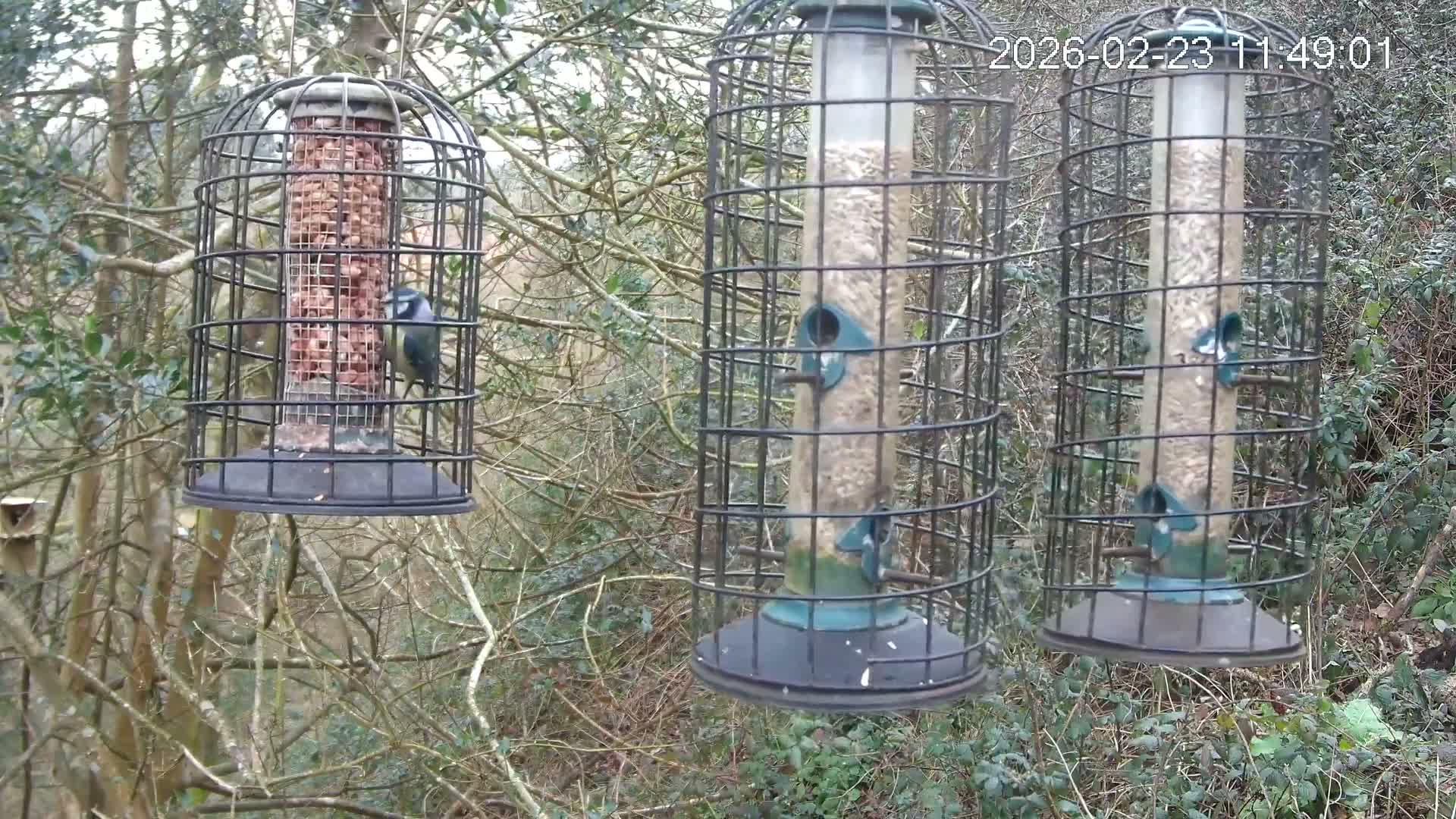 Cornwall, Bird Watching Bird Feeder Live Cam -  Helston, Cornwall, South West, England, United Kingdom