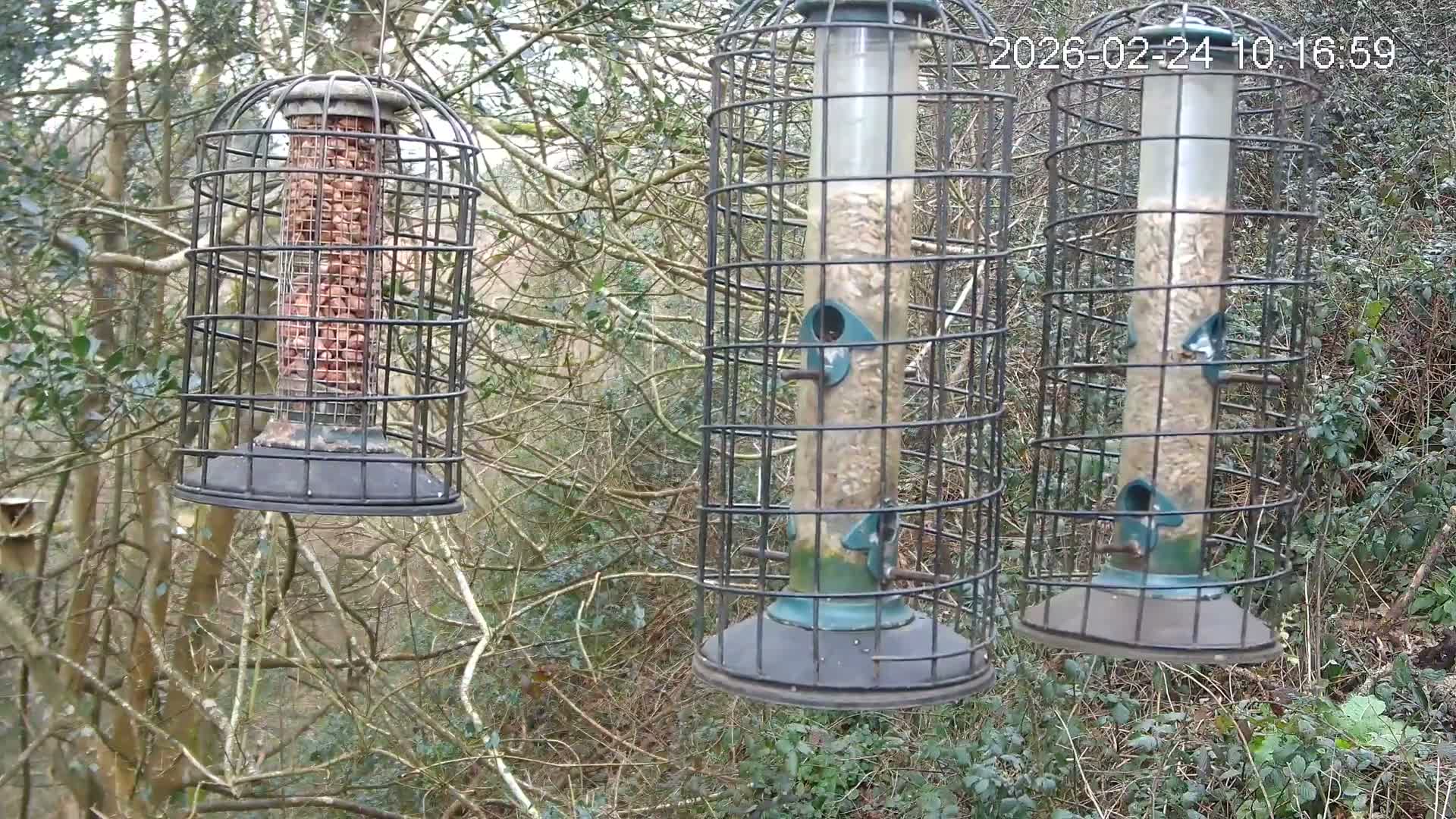 Cornwall, Bird Watching Bird Feeder Live Cam -  Helston, Cornwall, South West, England, United Kingdom
