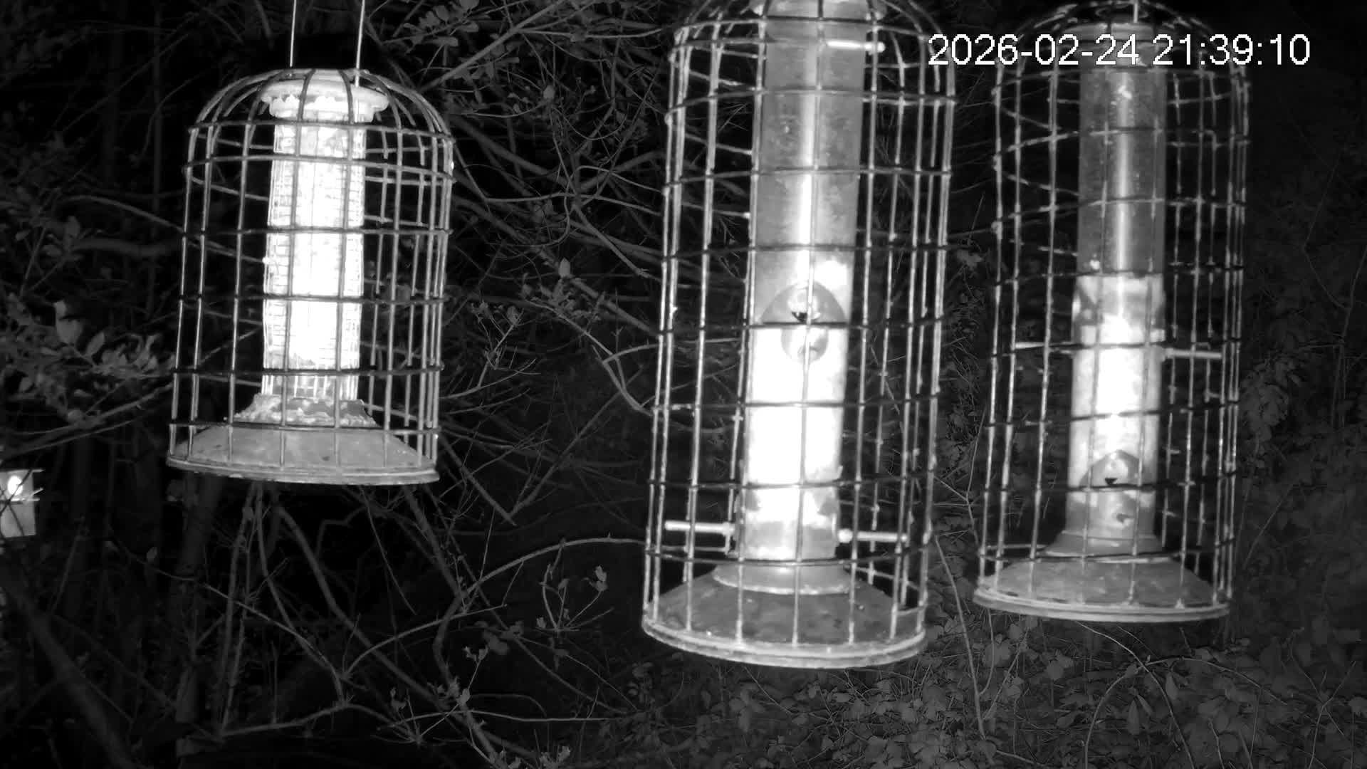 Cornwall, Bird Watching Bird Feeder Live Cam -  Helston, Cornwall, South West, England, United Kingdom