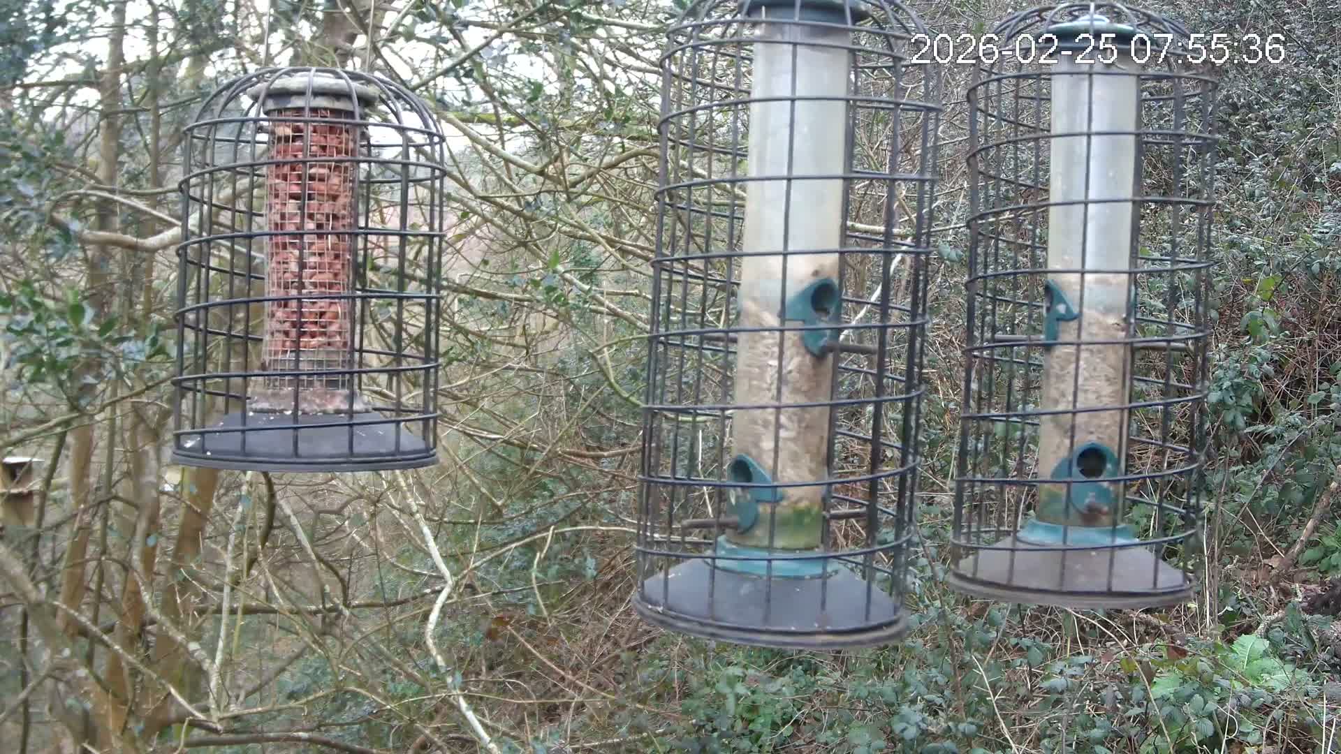 Cornwall, Bird Watching Bird Feeder Live Cam -  Helston, Cornwall, South West, England, United Kingdom
