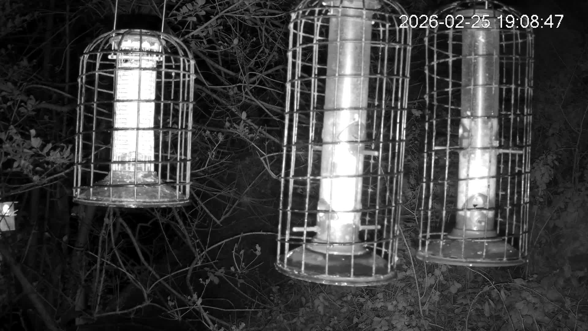 Cornwall, Bird Watching Bird Feeder Live Cam -  Helston, Cornwall, South West, England, United Kingdom