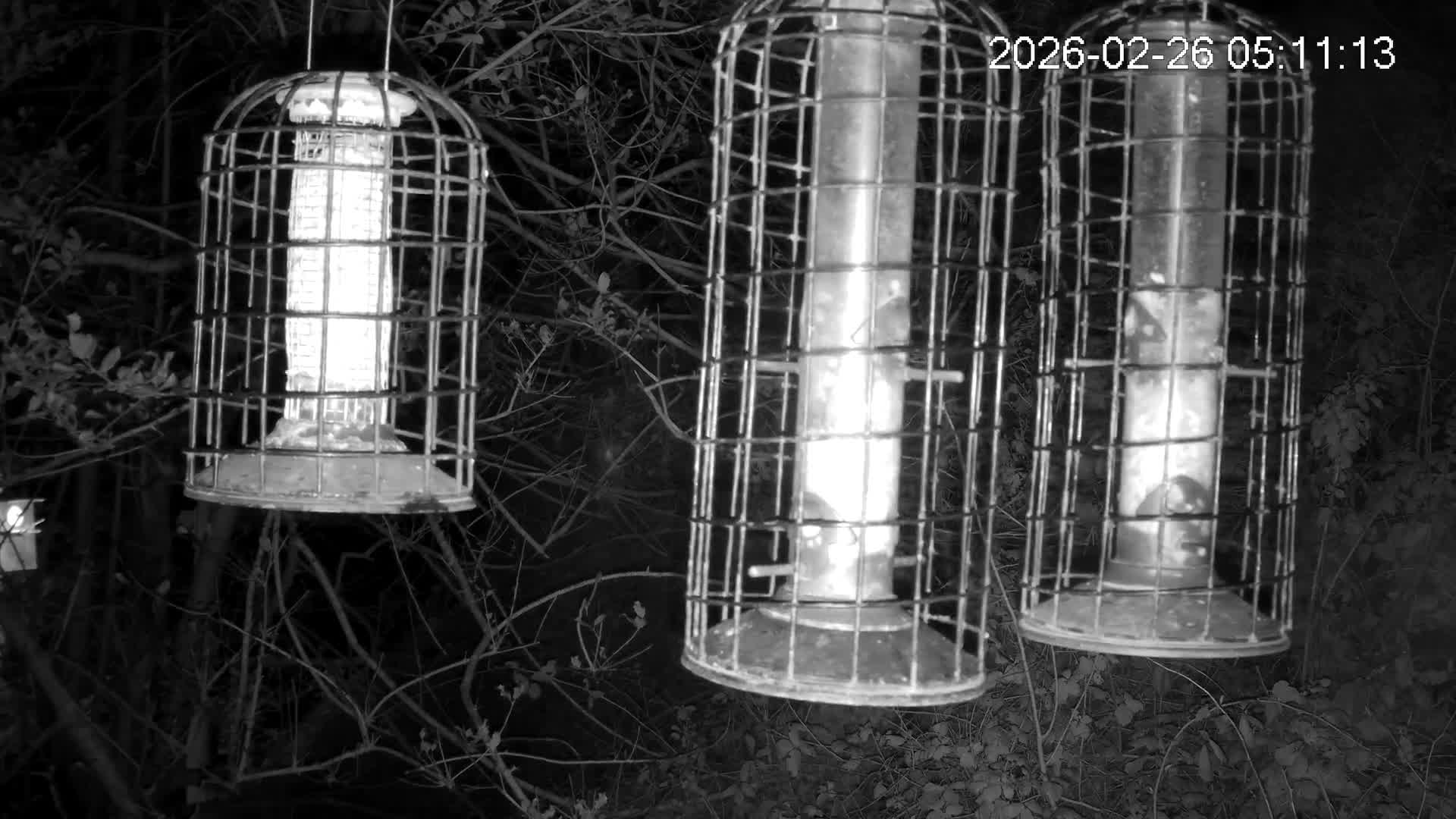 Cornwall, Bird Watching Bird Feeder Live Cam -  Helston, Cornwall, South West, England, United Kingdom