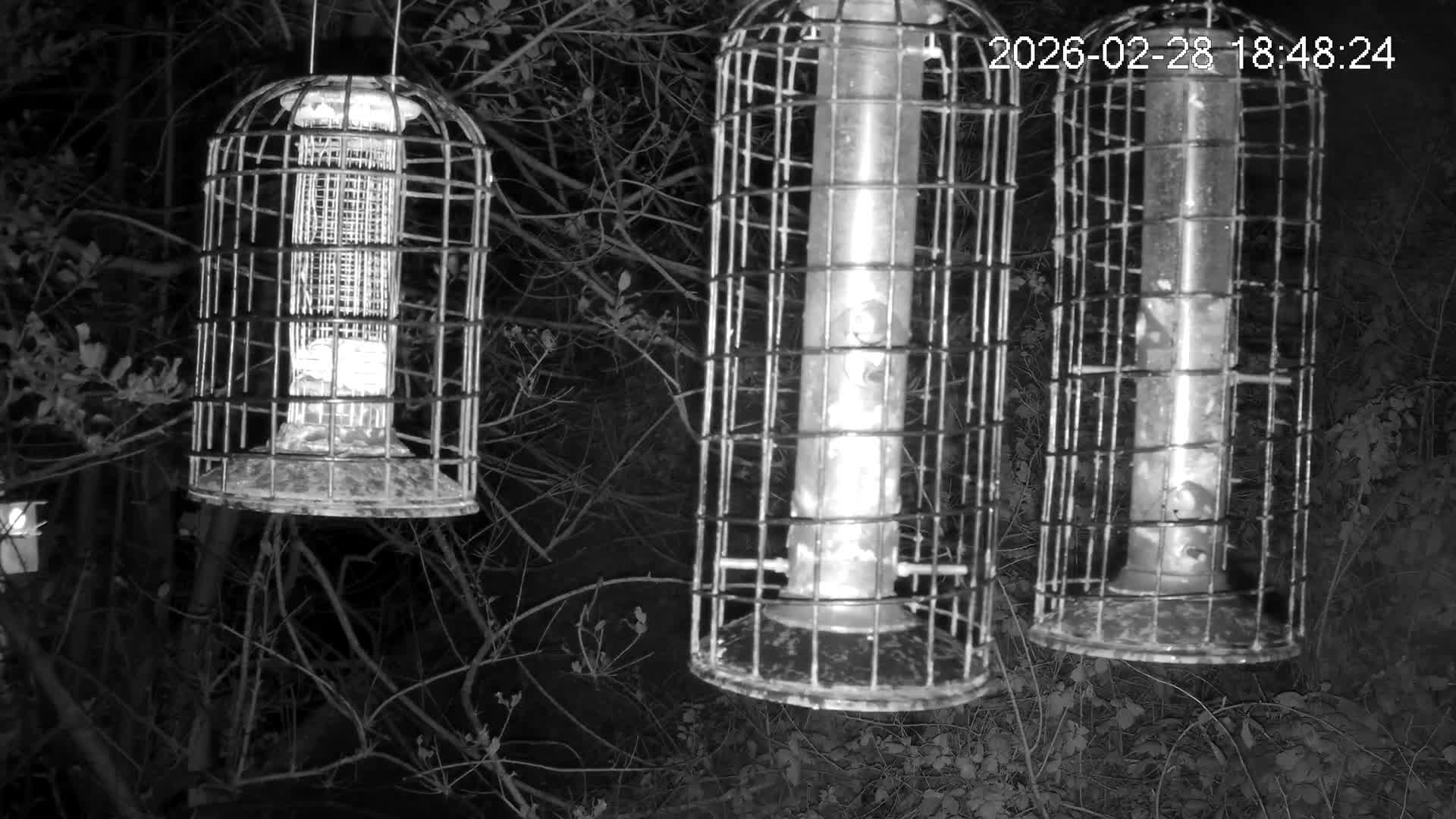 Cornwall, Bird Watching Bird Feeder Live Cam -  Helston, Cornwall, South West, England, United Kingdom