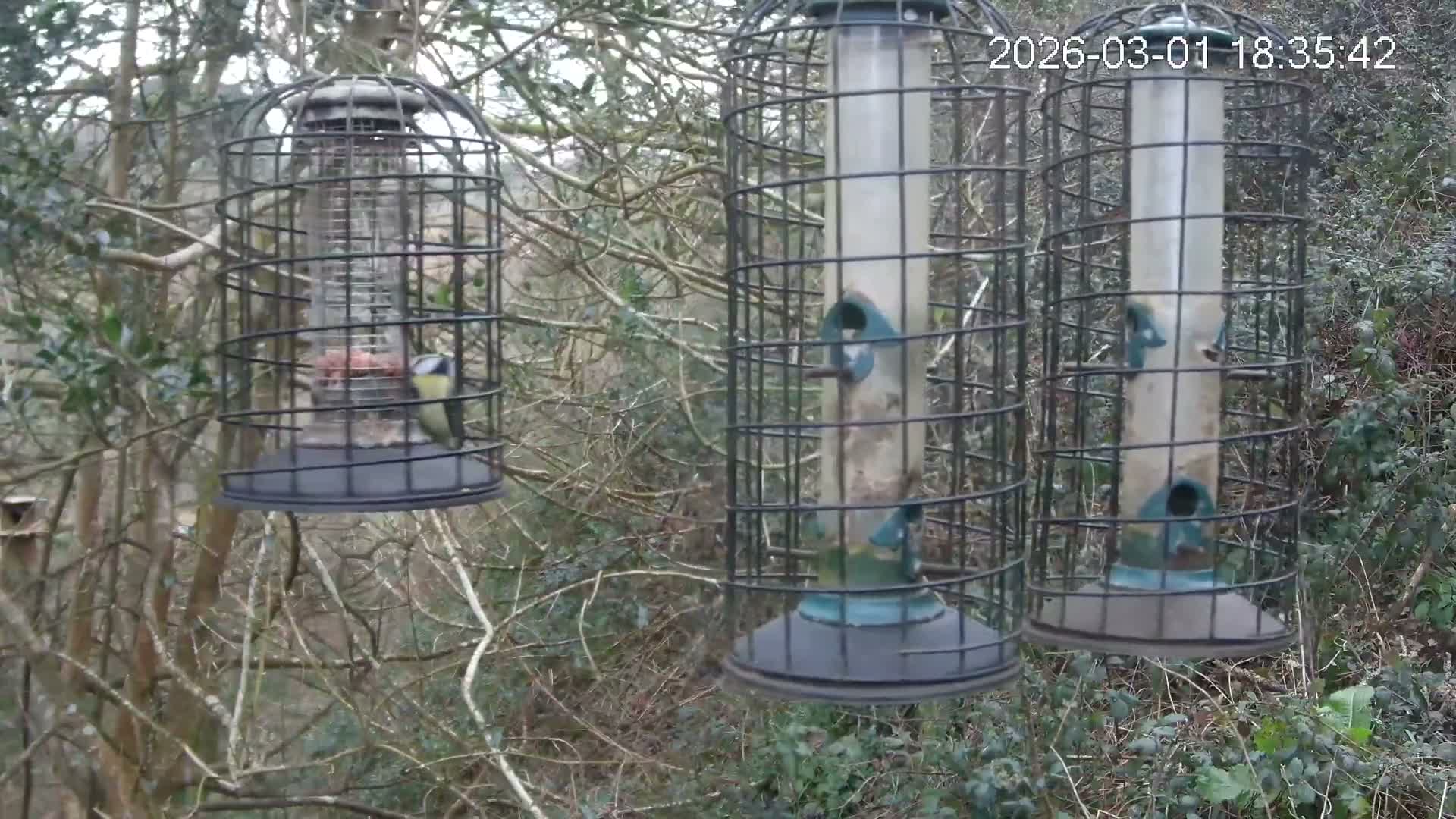 Cornwall, Bird Watching Bird Feeder Live Cam -  Helston, Cornwall, South West, England, United Kingdom