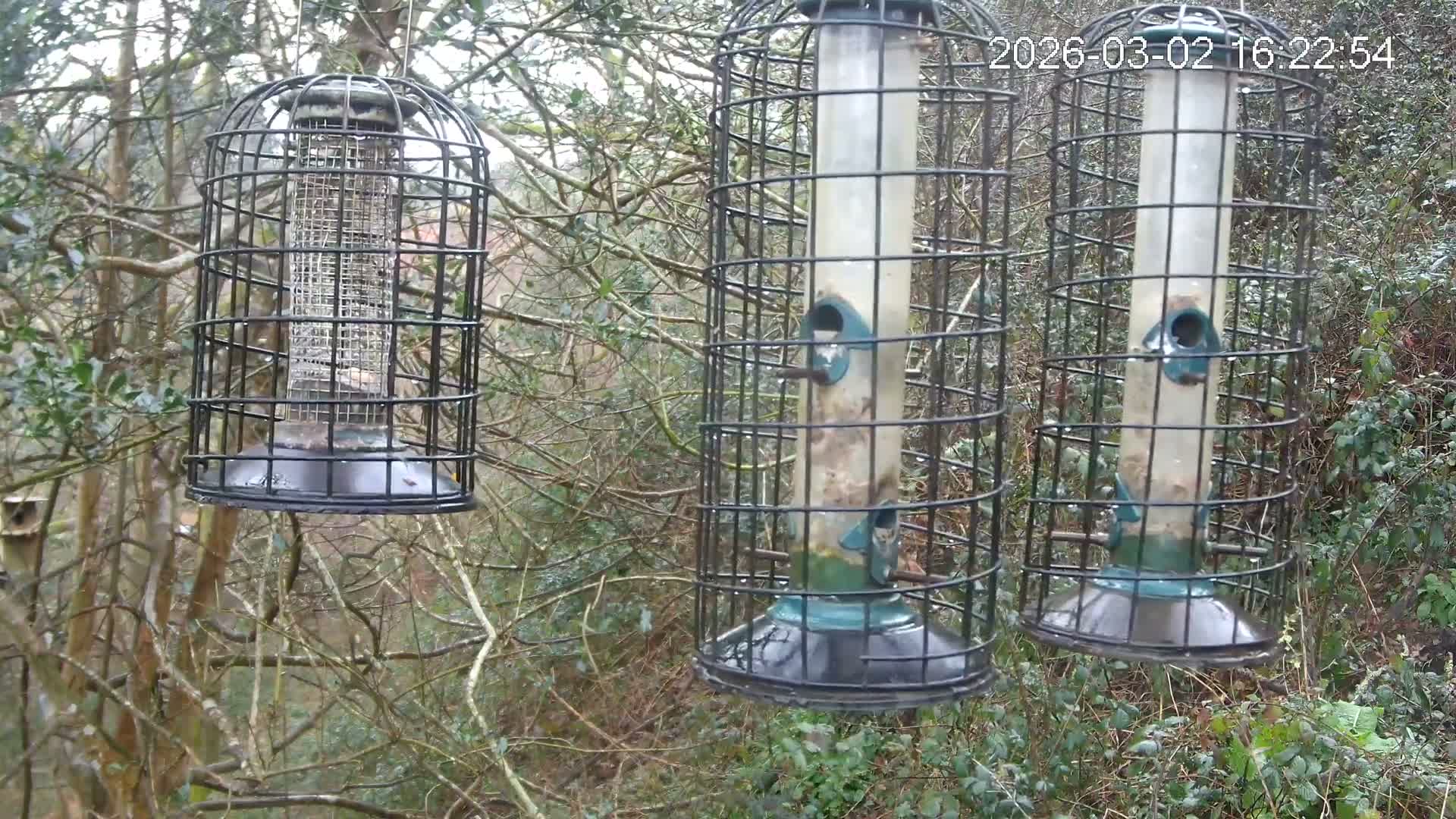 Cornwall, Bird Watching Bird Feeder Live Cam -  Helston, Cornwall, South West, England, United Kingdom