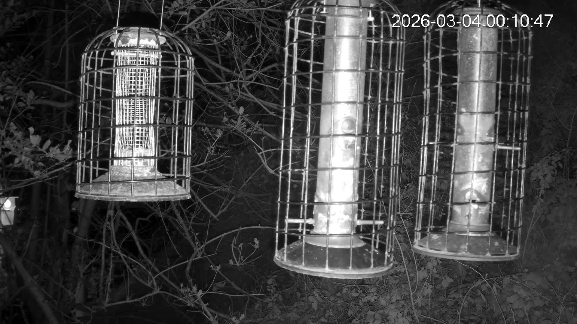 Cornwall, Bird Watching Bird Feeder Live Cam -  Helston, Cornwall, South West, England, United Kingdom