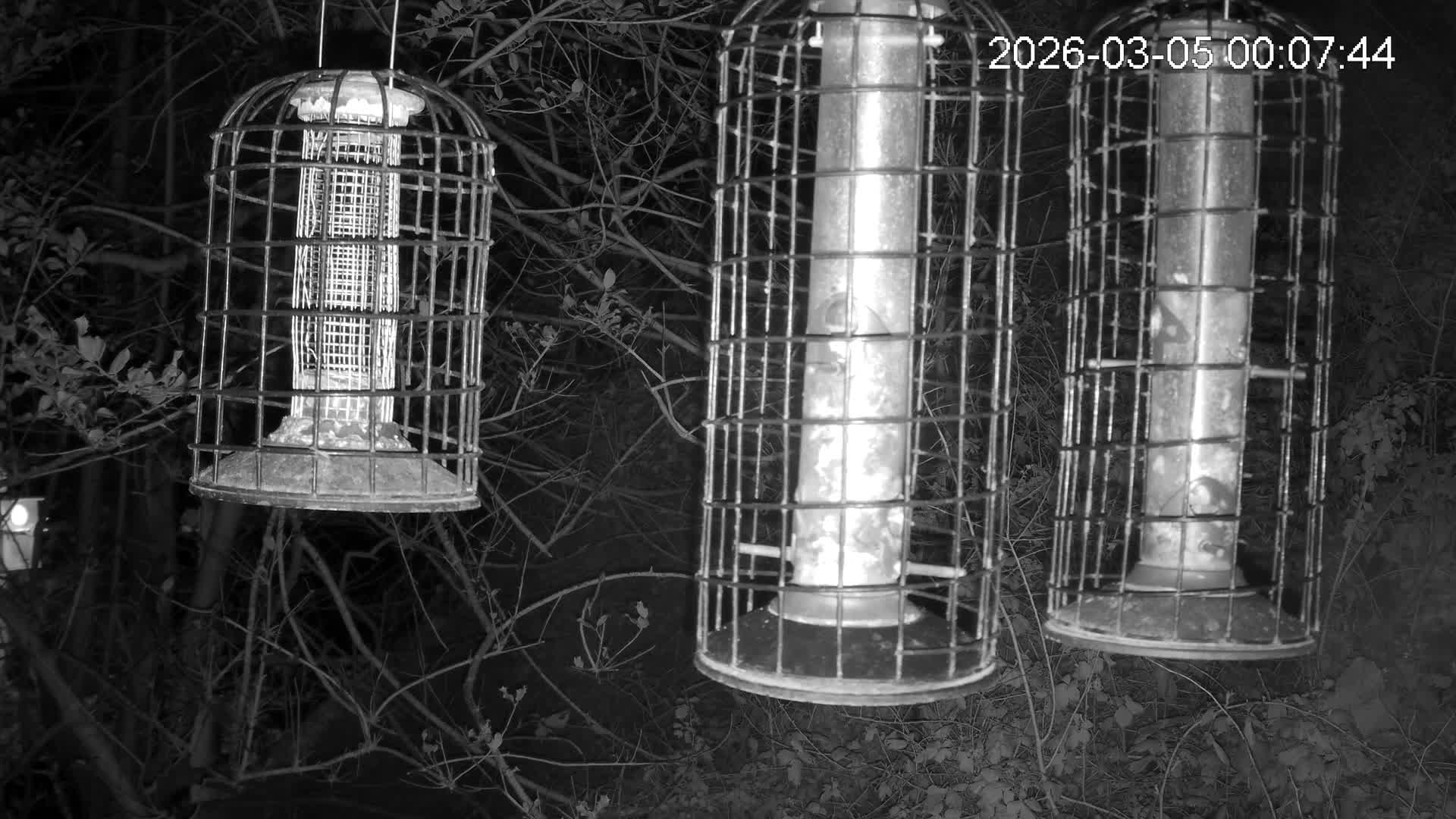 Cornwall, Bird Watching Bird Feeder Live Cam -  Helston, Cornwall, South West, England, United Kingdom