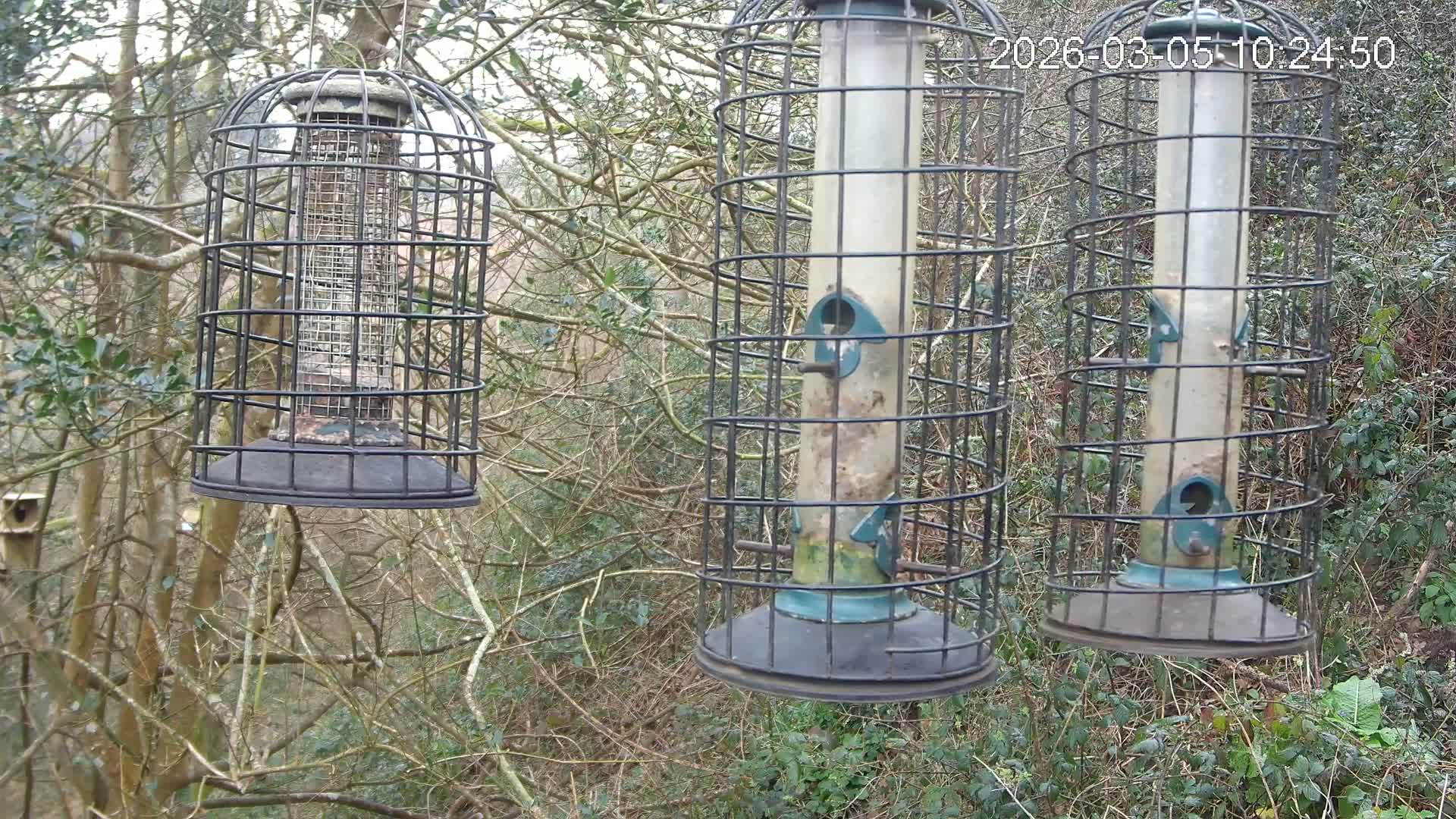 Cornwall, Bird Watching Bird Feeder Live Cam -  Helston, Cornwall, South West, England, United Kingdom