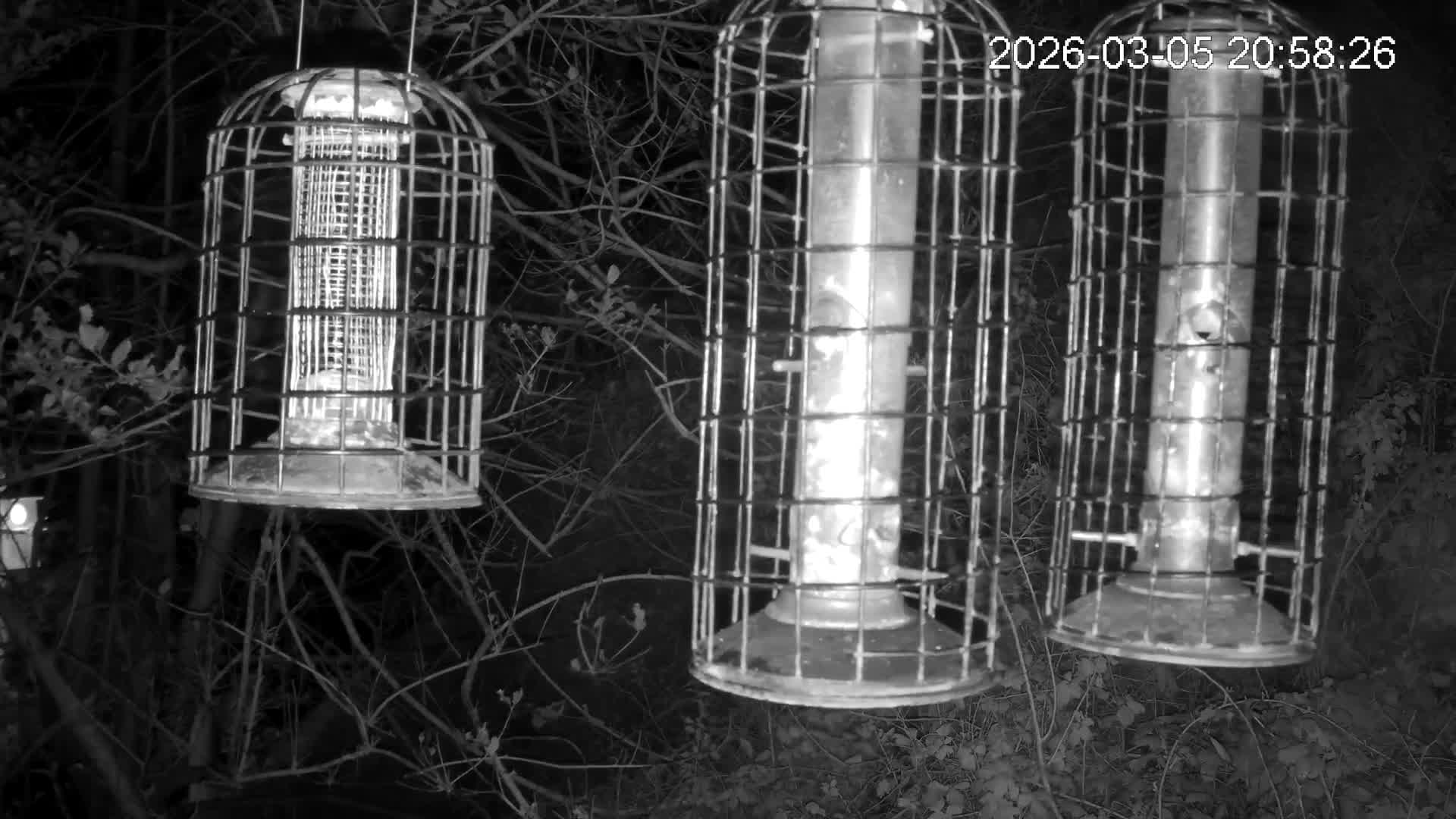 Cornwall, Bird Watching Bird Feeder Live Cam -  Helston, Cornwall, South West, England, United Kingdom