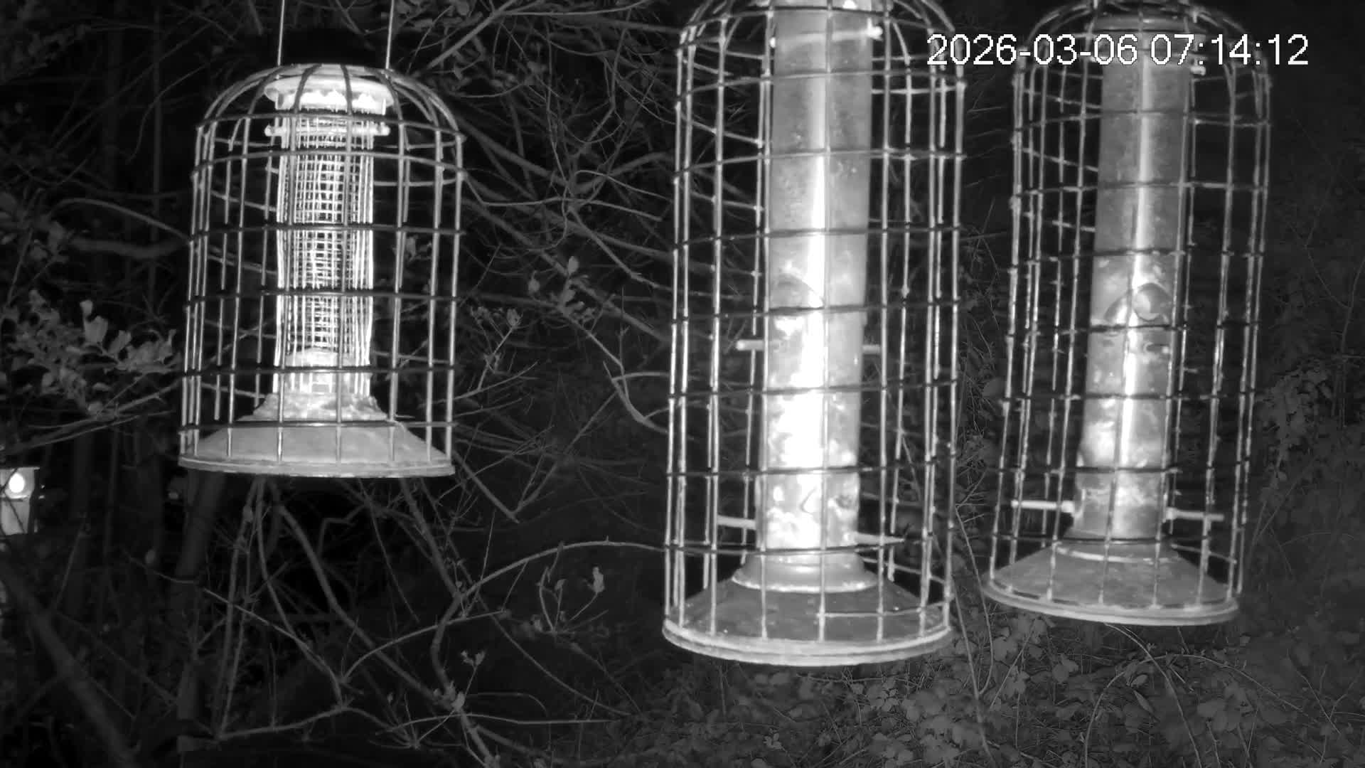 Cornwall, Bird Watching Bird Feeder Live Cam -  Helston, Cornwall, South West, England, United Kingdom