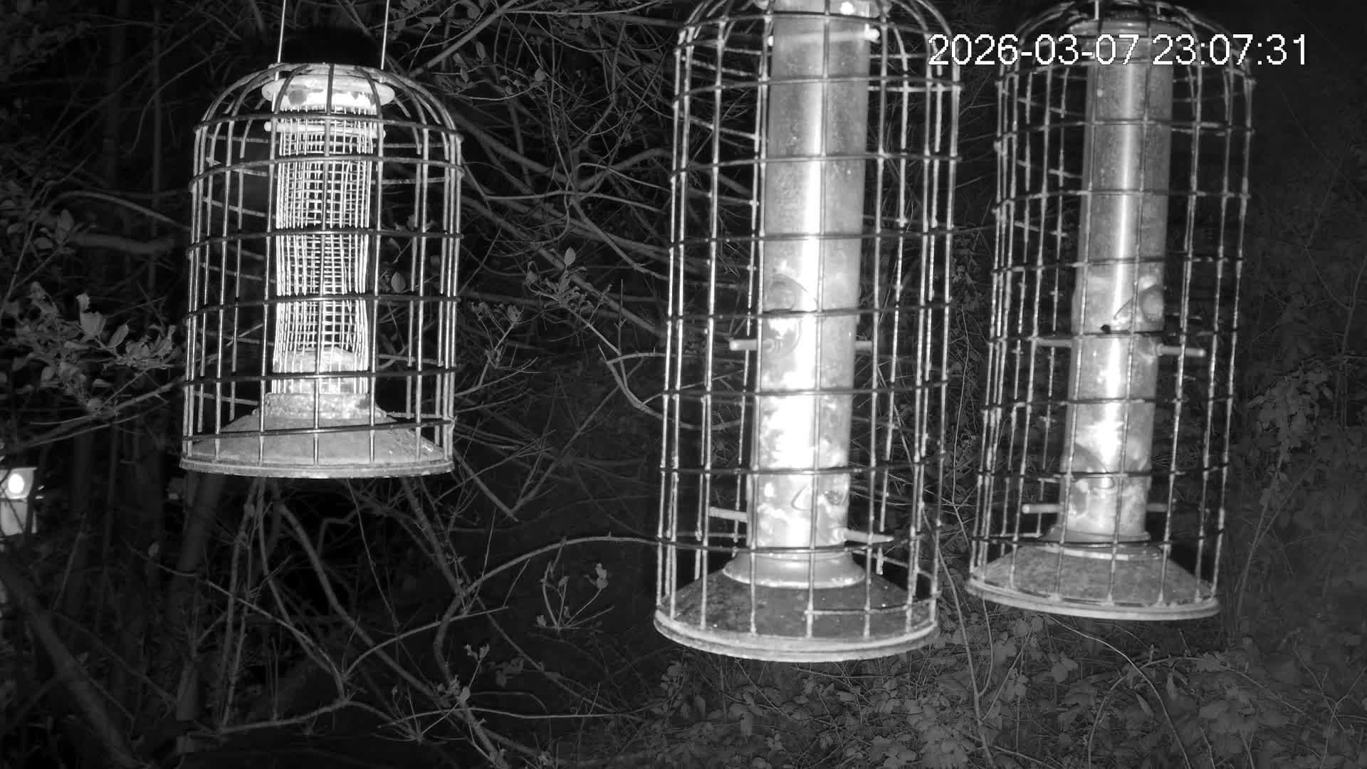 Cornwall, Bird Watching Bird Feeder Live Cam -  Helston, Cornwall, South West, England, United Kingdom