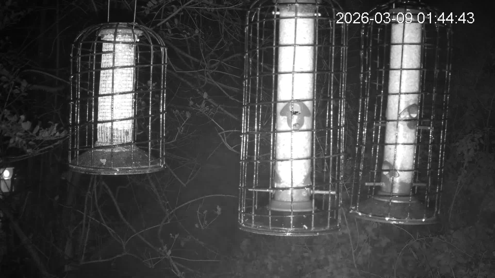 Cornwall, Bird Watching Bird Feeder Live Cam -  Helston, Cornwall, South West, England, United Kingdom