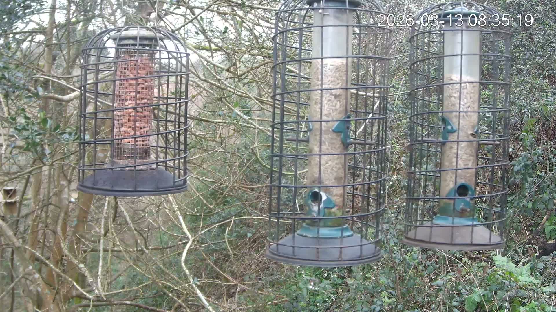 Cornwall, Bird Watching Bird Feeder Live Cam -  Helston, Cornwall, South West, England, United Kingdom