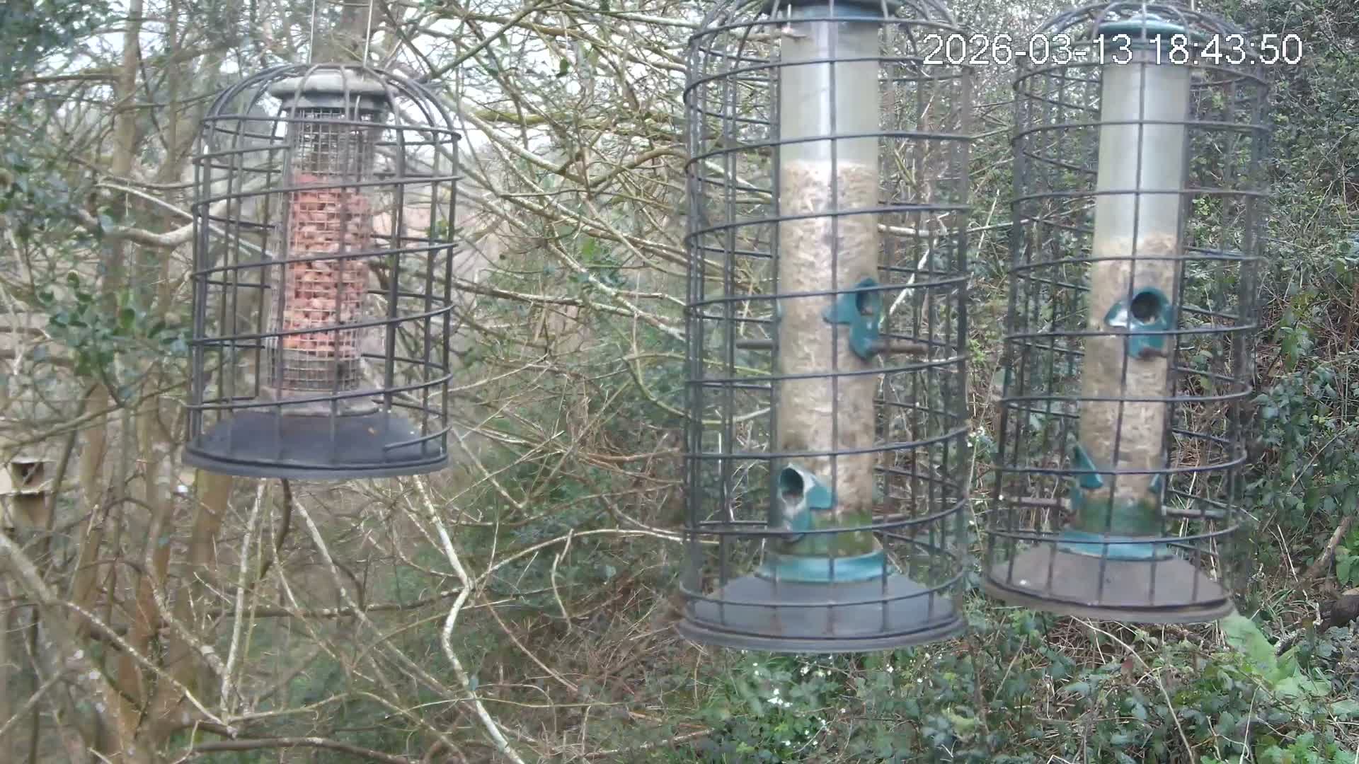 Cornwall, Bird Watching Bird Feeder Live Cam -  Helston, Cornwall, South West, England, United Kingdom