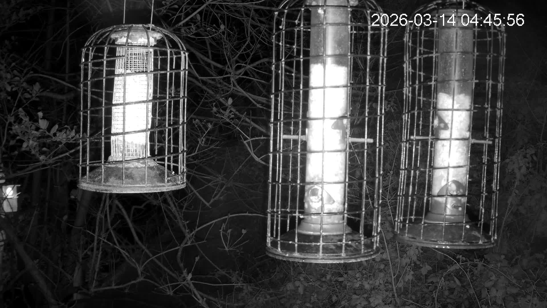 Cornwall, Bird Watching Bird Feeder Live Cam -  Helston, Cornwall, South West, England, United Kingdom