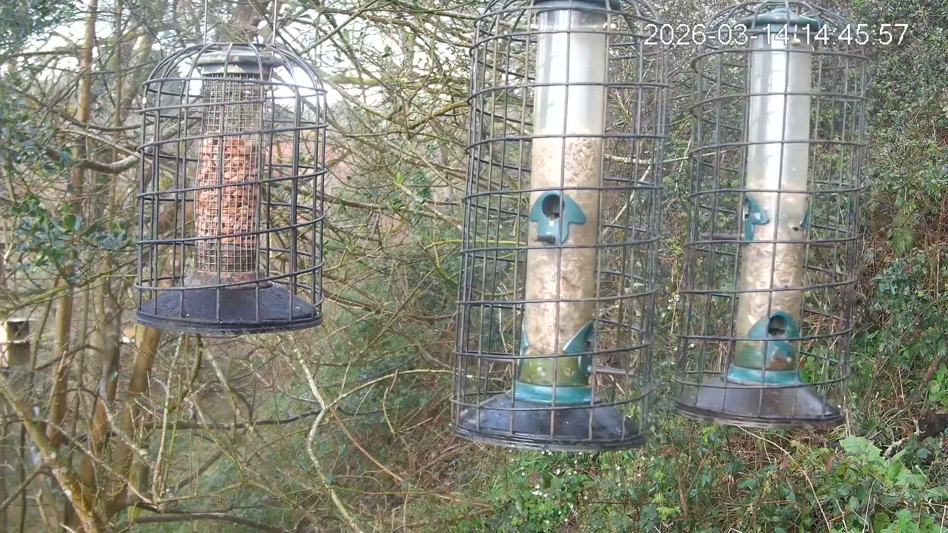 Cornwall, Bird Watching Bird Feeder Live Cam -  Helston, Cornwall, South West, England, United Kingdom